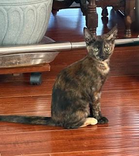 Pebbles, Baby Female Extra-Toes Cat / Hemingway Polydactyl