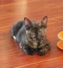 Pebbles photo 3
