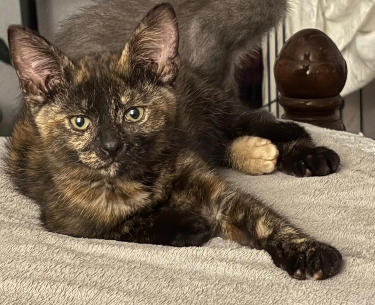 Pebbles, an adoptable Tortoiseshell, Domestic Short Hair in Pasco, WA, 99301 | Photo Image 1