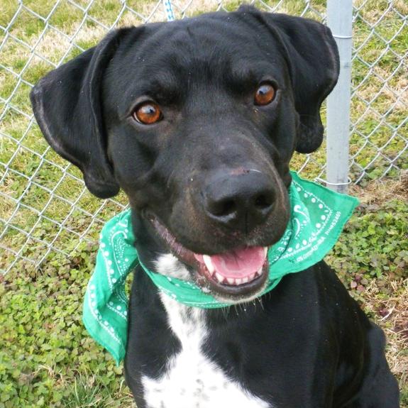 Diesel Truck, Adoptable, Adult Male Mixed Breed.