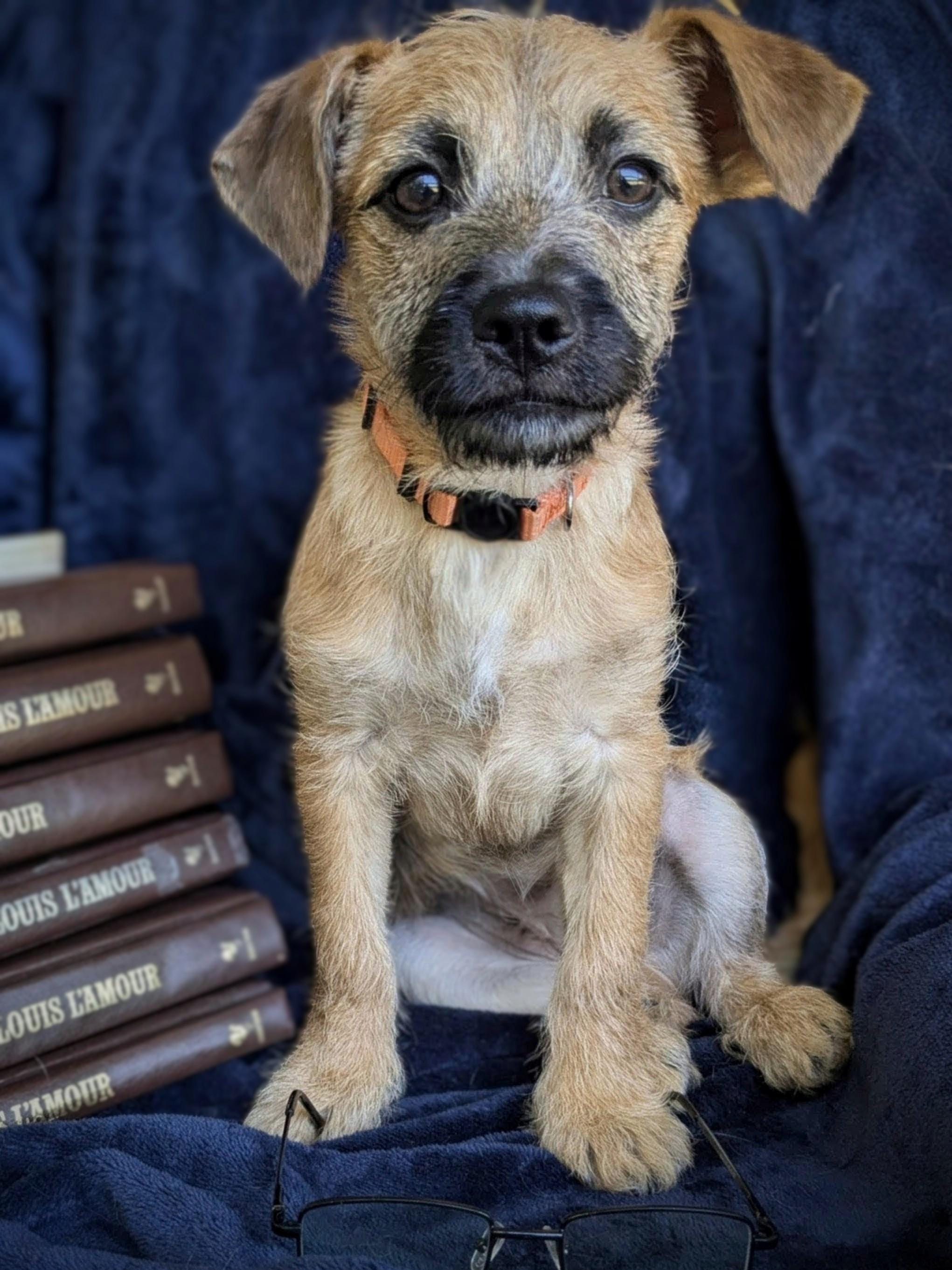 Giorgio, a Adoptable mixed breed in Richmond, KY image 1/5