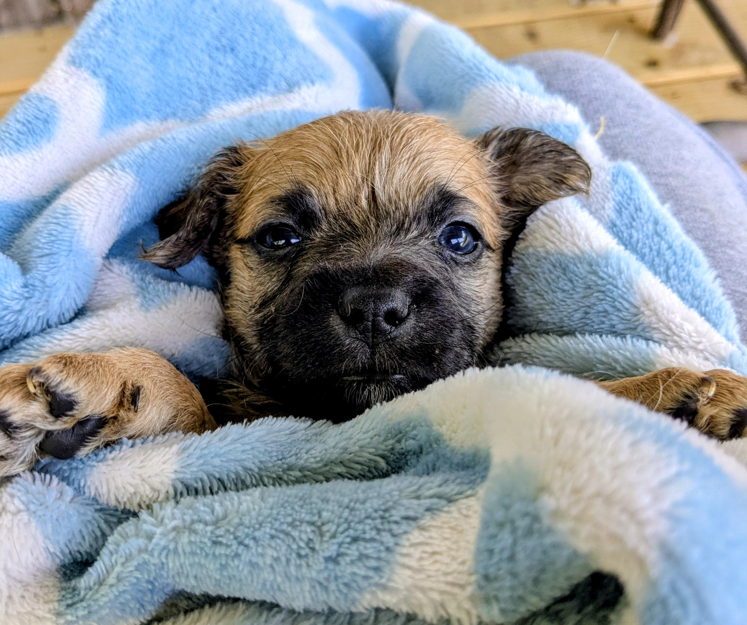 Giorgio, Adoptable, Puppy Male Miniature Poodle & Chihuahua.