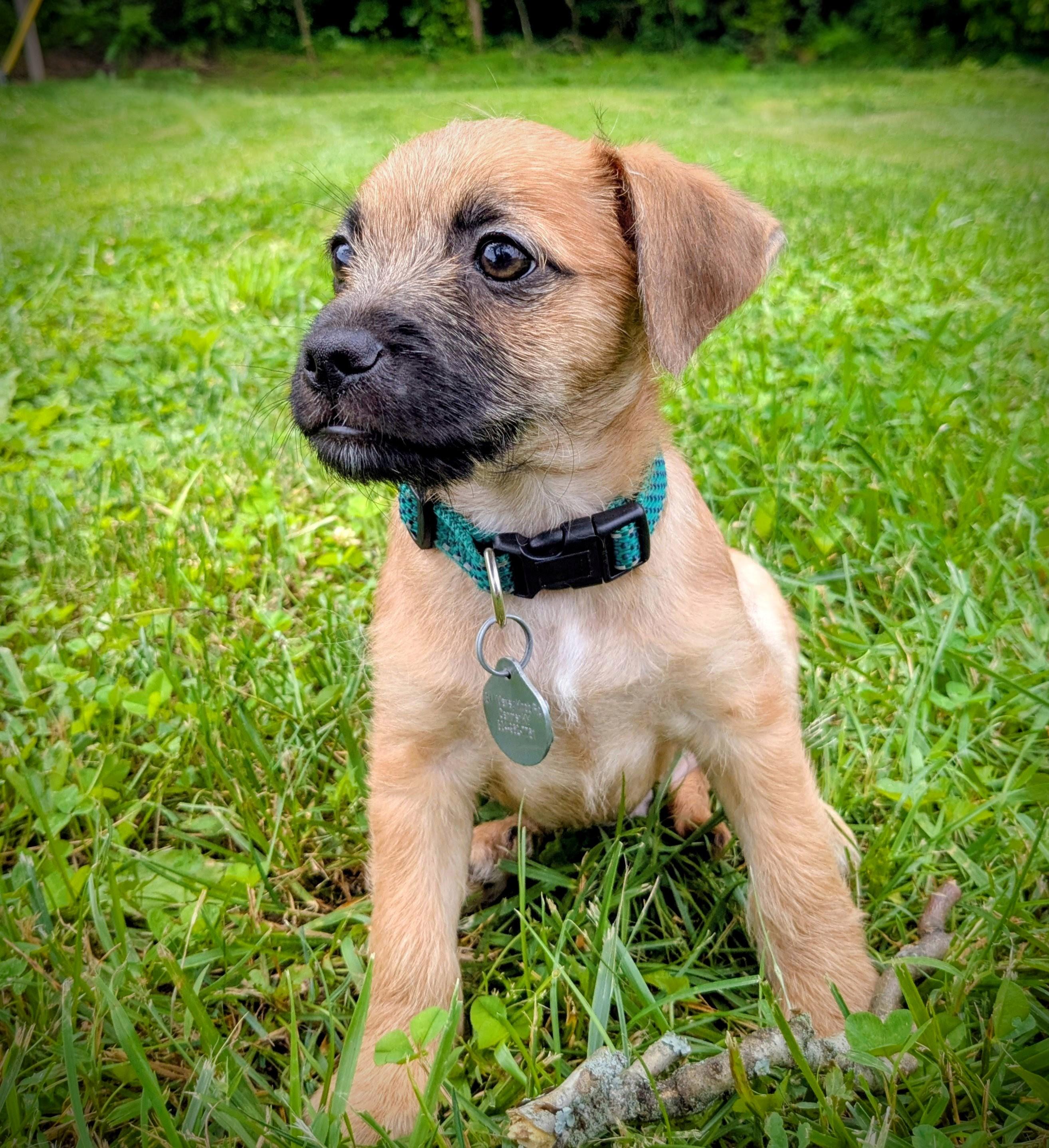 Giorgio, Adoptable, Puppy Male Chihuahua.