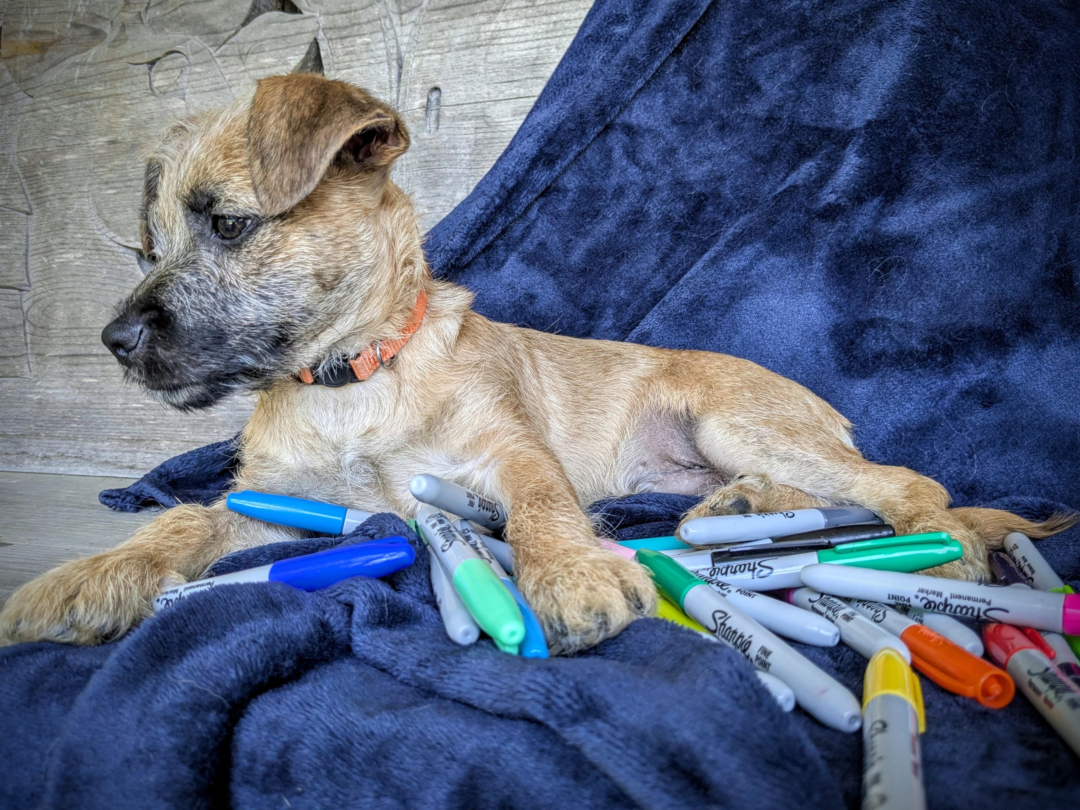 Giorgio, a Adoptable mixed breed in Richmond, KY image 2/5