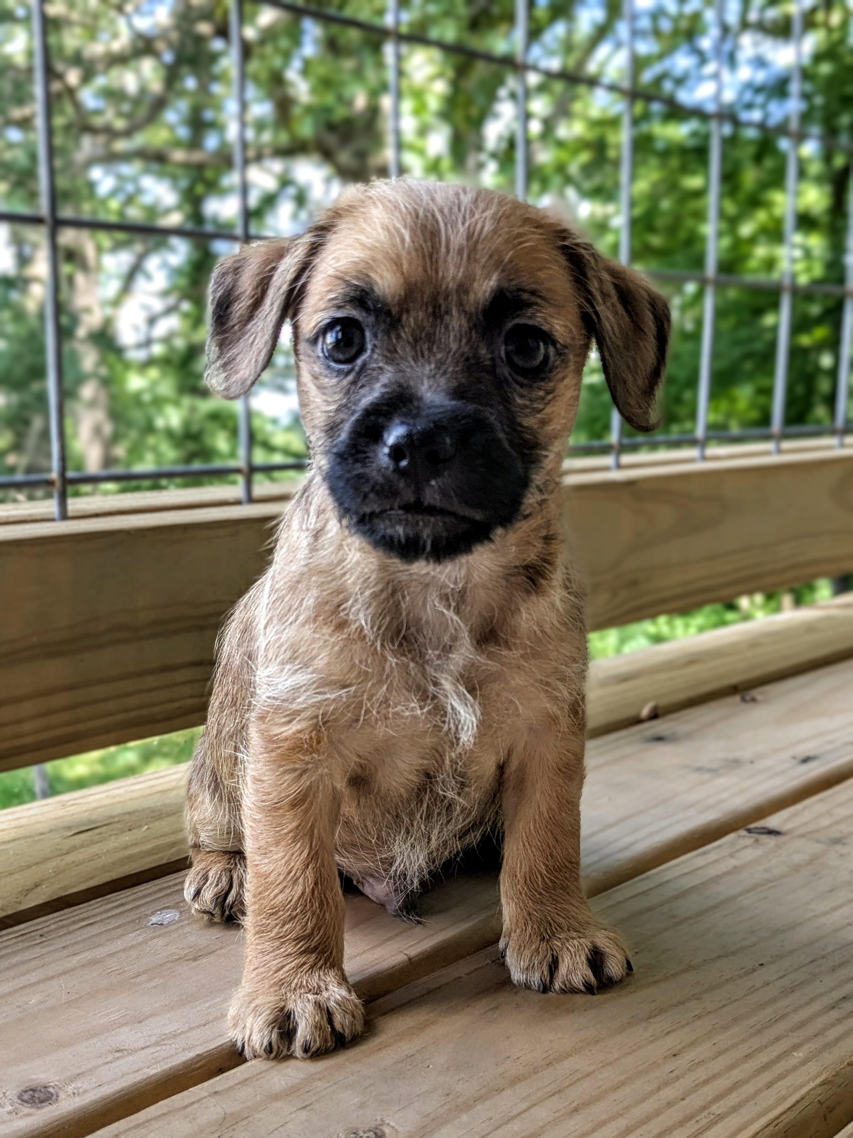 Enlarge Giorgio, a Adoptable mixed breed in Richmond, KY image 2/5