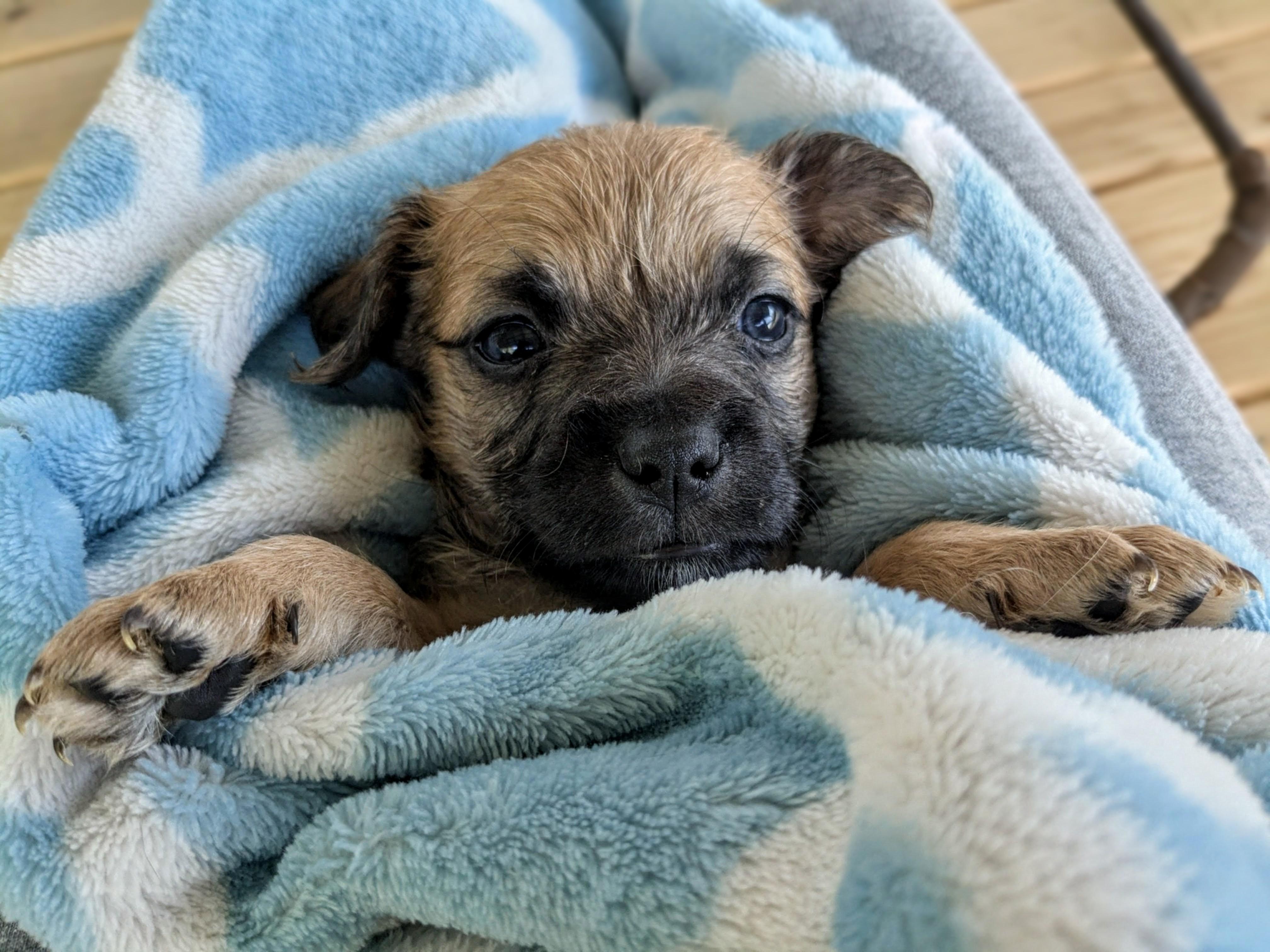 Enlarge Giorgio, a Adoptable mixed breed in Richmond, KY image 1/4
