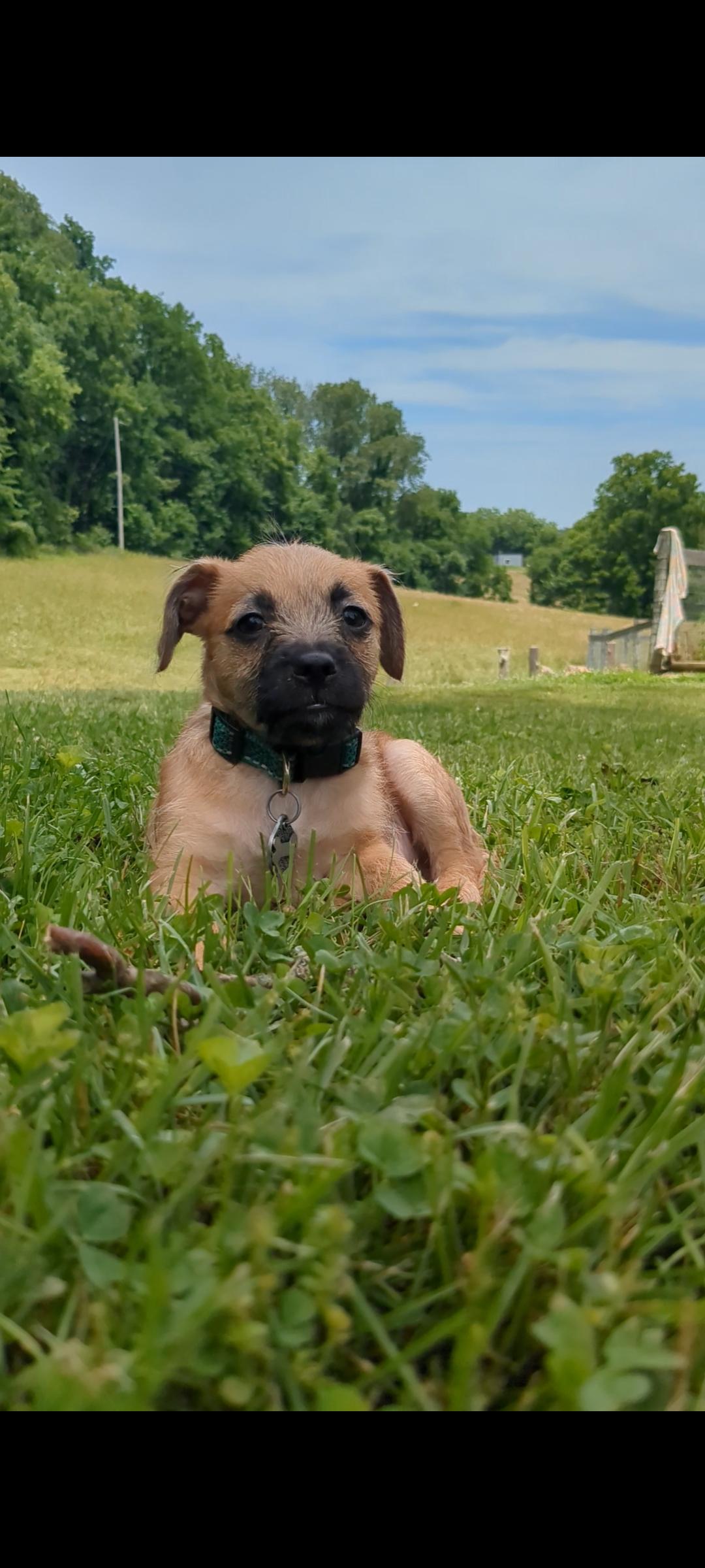 Enlarge Giorgio, a Adoptable mixed breed in Richmond, KY image 2/4