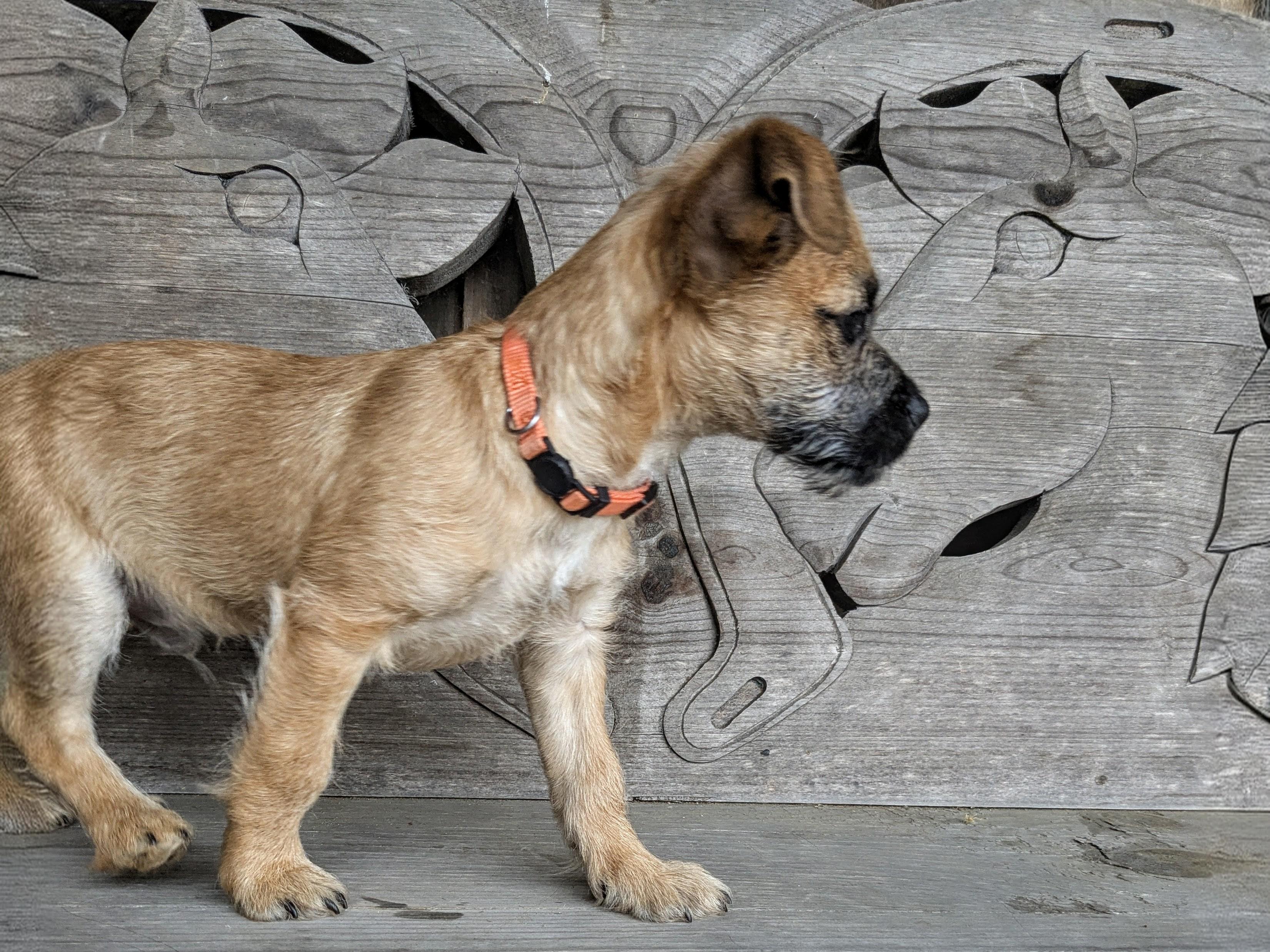Giorgio, a Adoptable mixed breed in Richmond, KY image 3/5