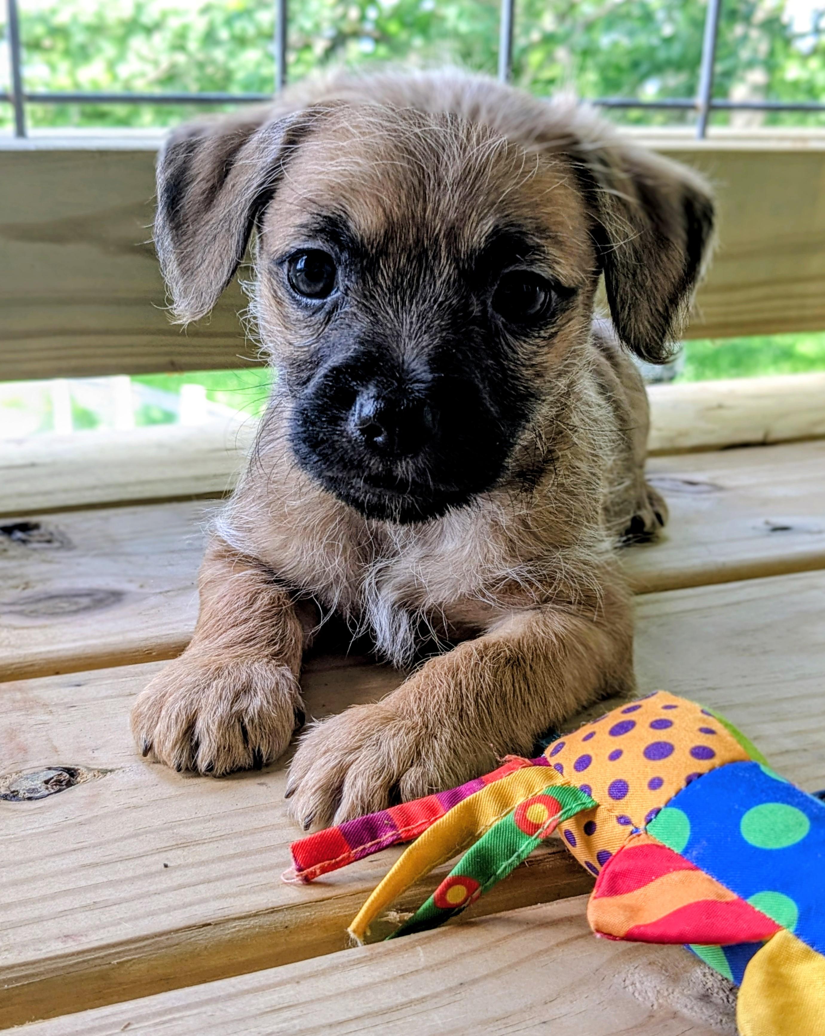 Enlarge Giorgio, a Adoptable mixed breed in Richmond, KY image 3/5