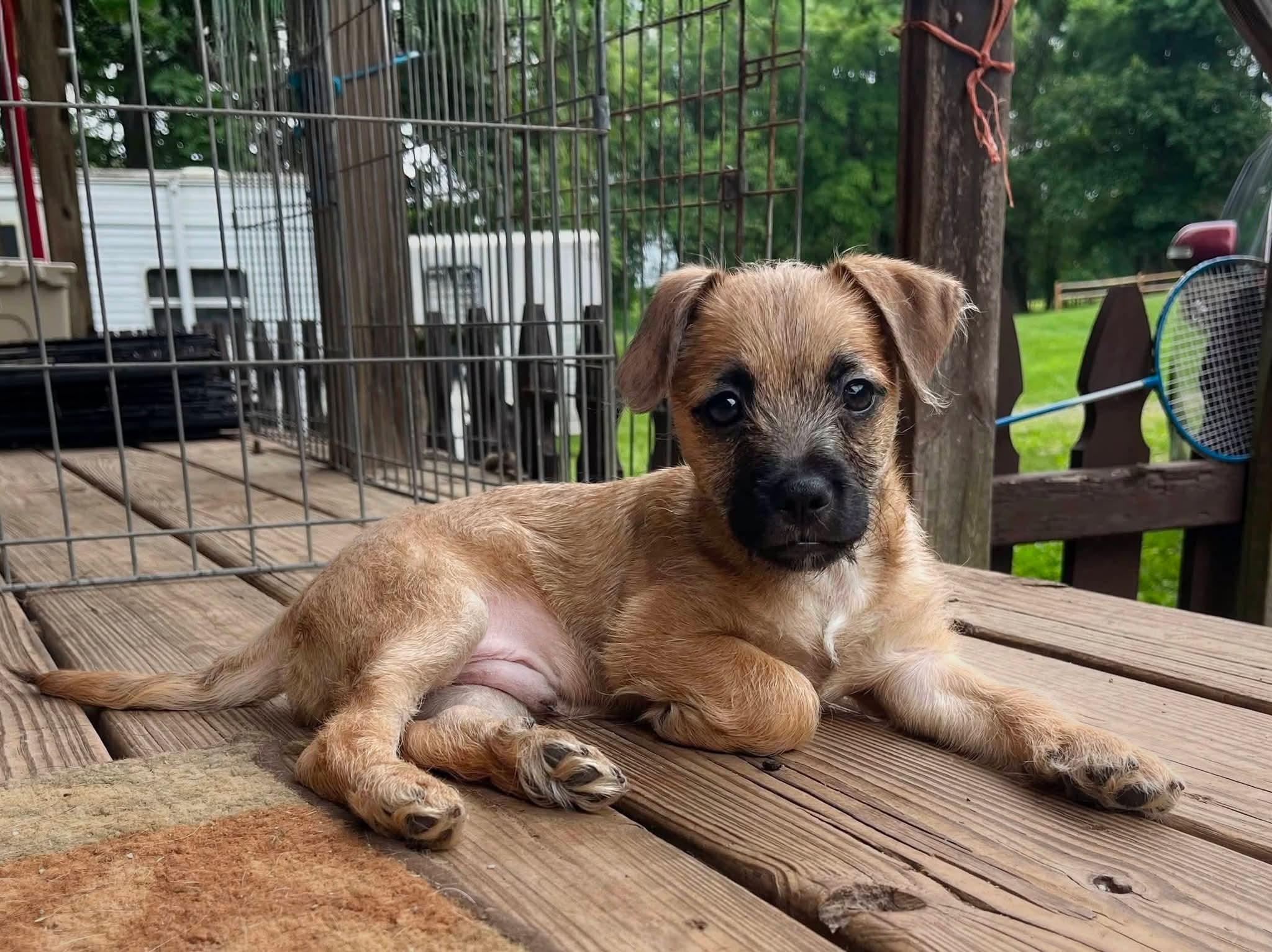 Giorgio, a Adoptable mixed breed in Richmond, KY image 4/5