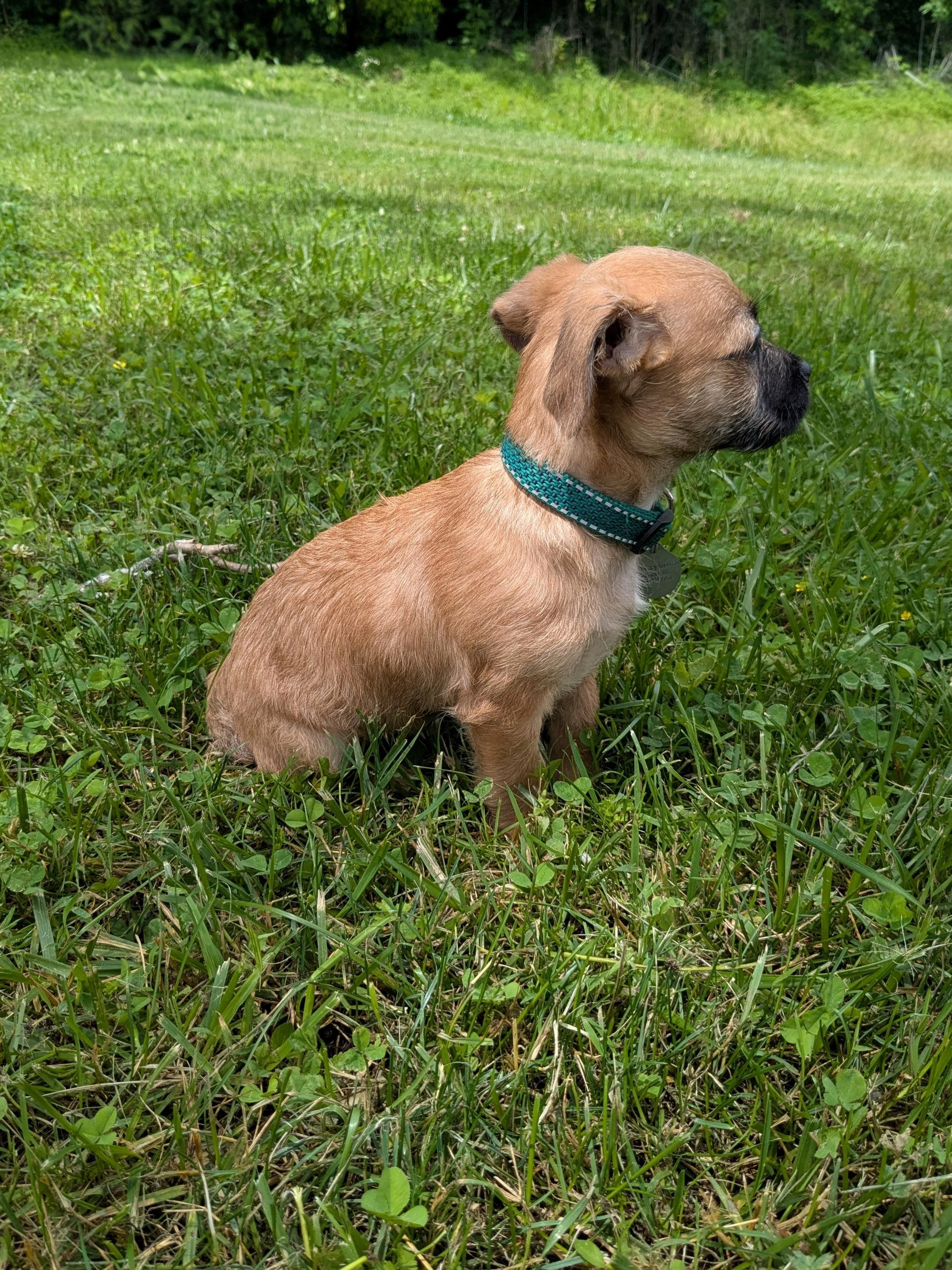 Enlarge Giorgio, a Adoptable mixed breed in Richmond, KY image 3/4