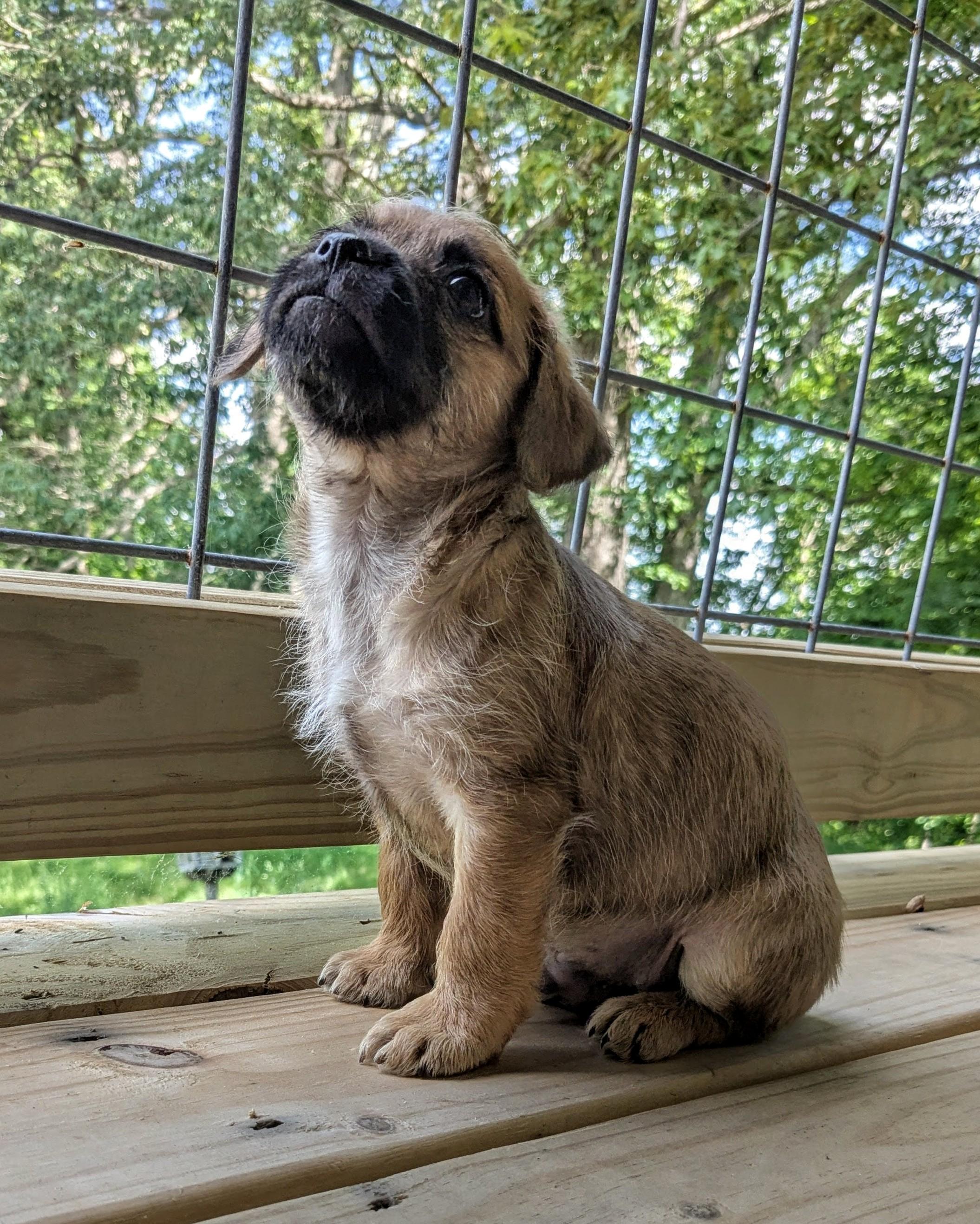 Enlarge Giorgio, a Adoptable mixed breed in Richmond, KY image 4/5