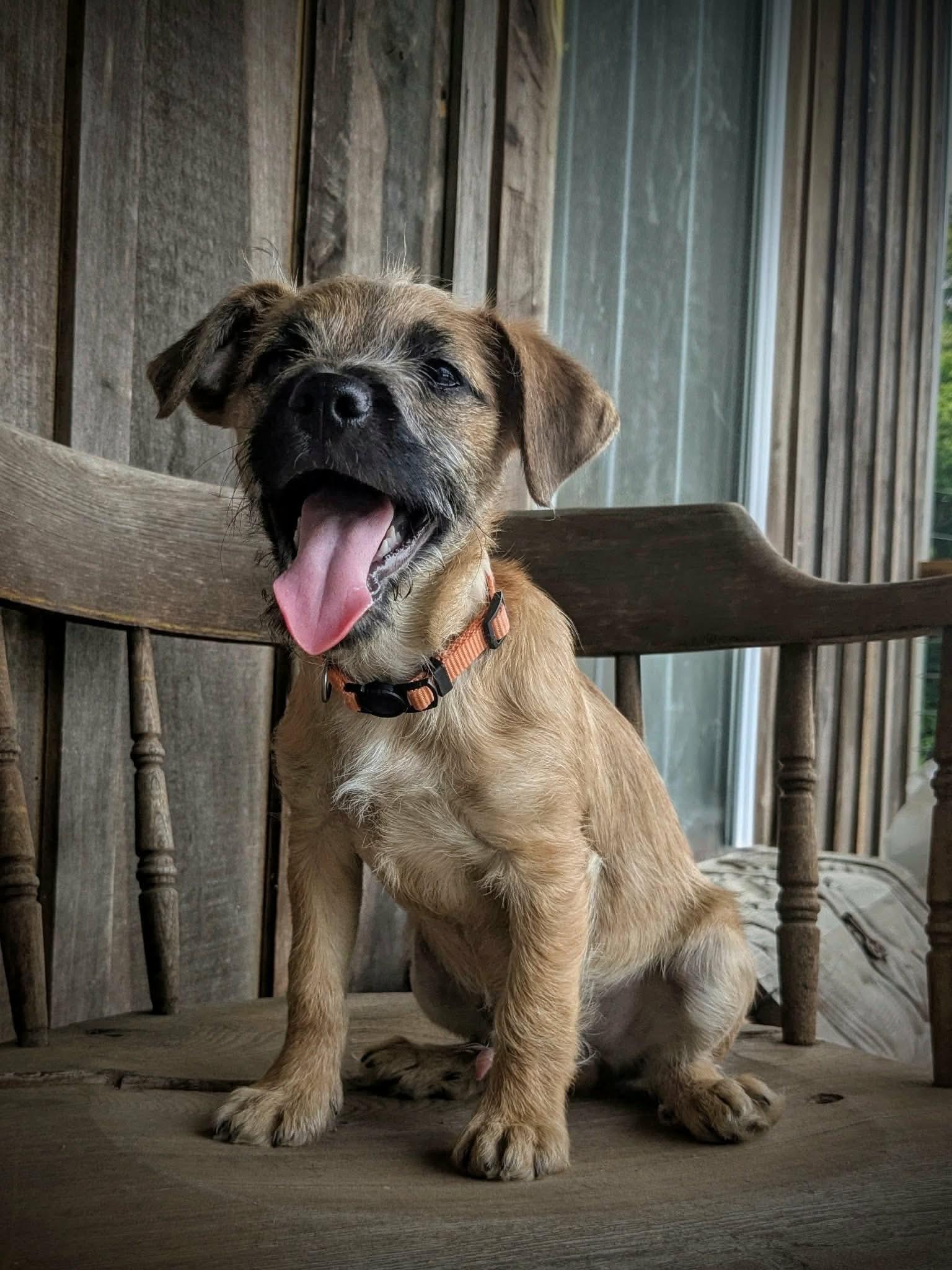 Giorgio, a Adoptable mixed breed in Richmond, KY image 5/5