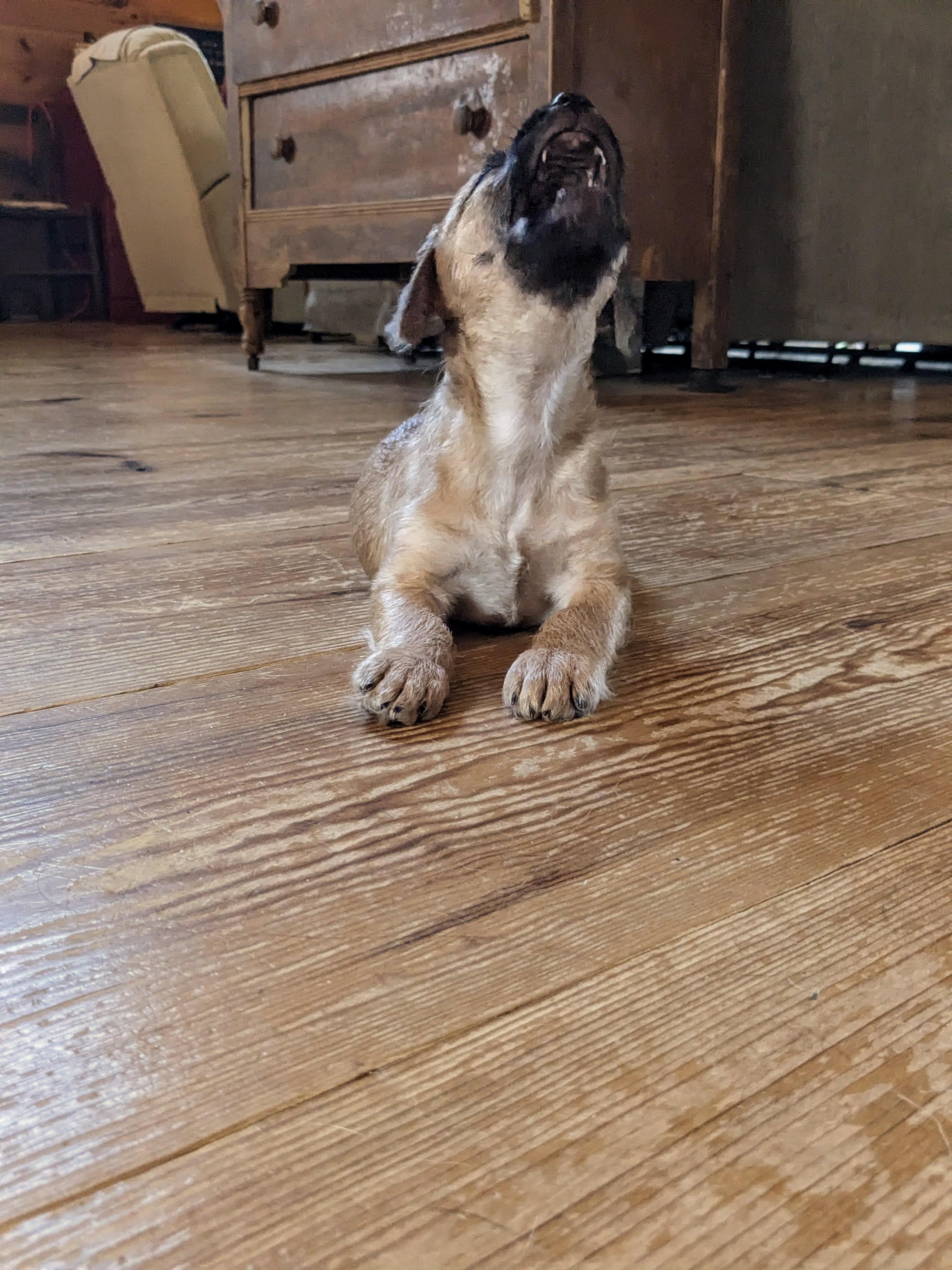 Enlarge Giorgio, a Adoptable mixed breed in Richmond, KY image 4/4