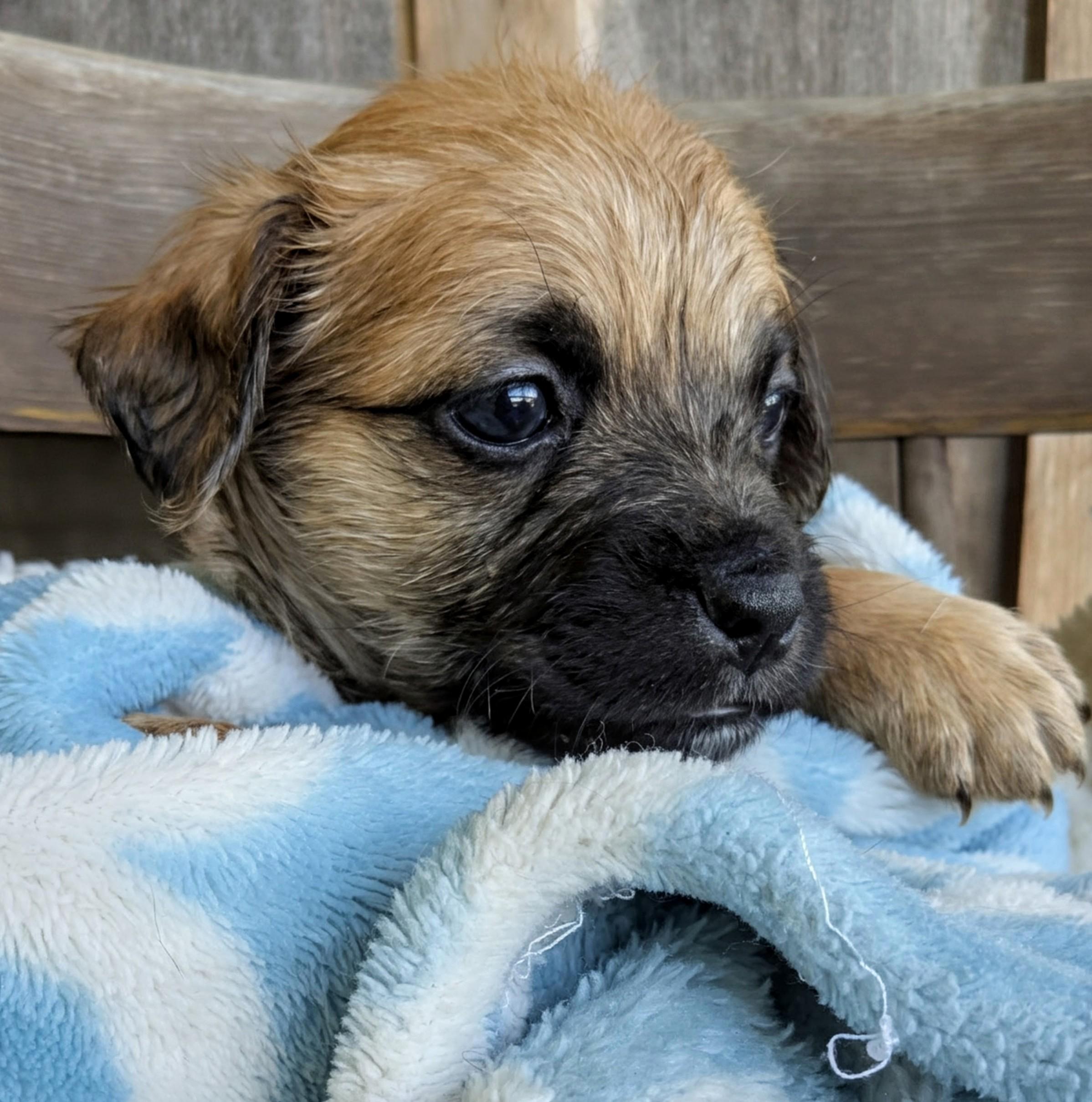 Enlarge Giorgio, a Adoptable mixed breed in Richmond, KY image 5/5