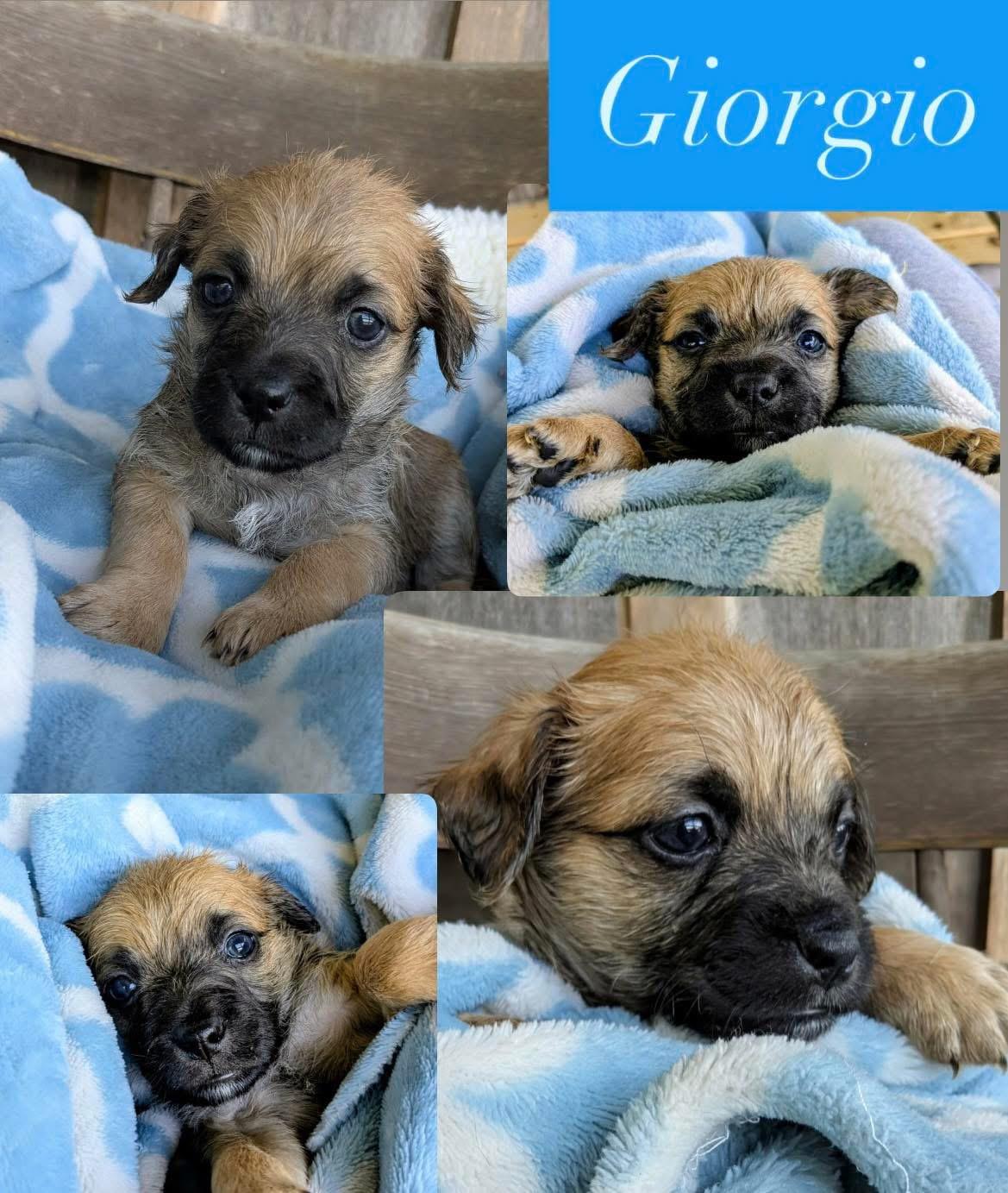 Enlarge Giorgio, a Adoptable mixed breed in Richmond, KY image 4/5