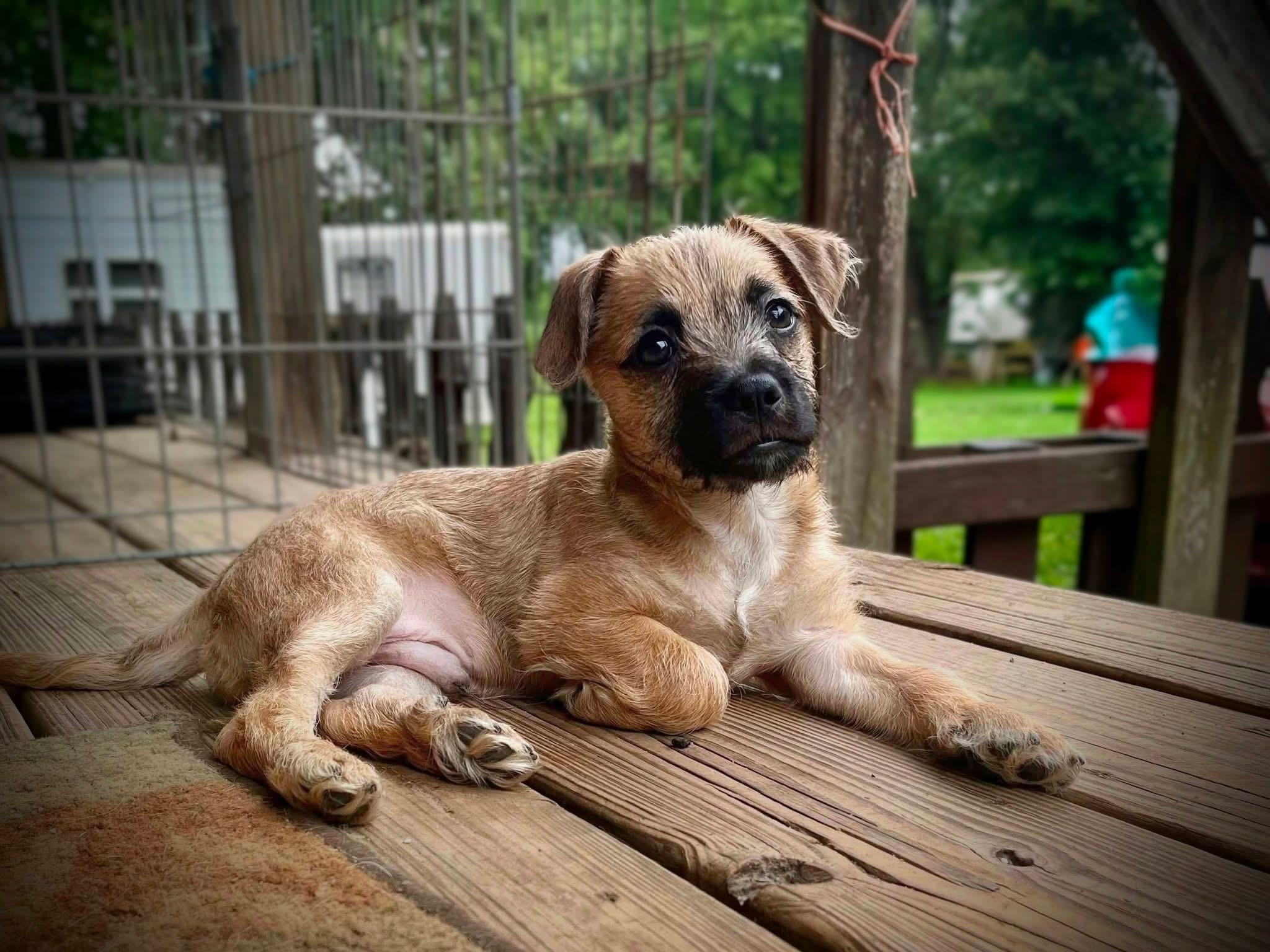 Enlarge Giorgio, a Adoptable mixed breed in Richmond, KY image 5/5