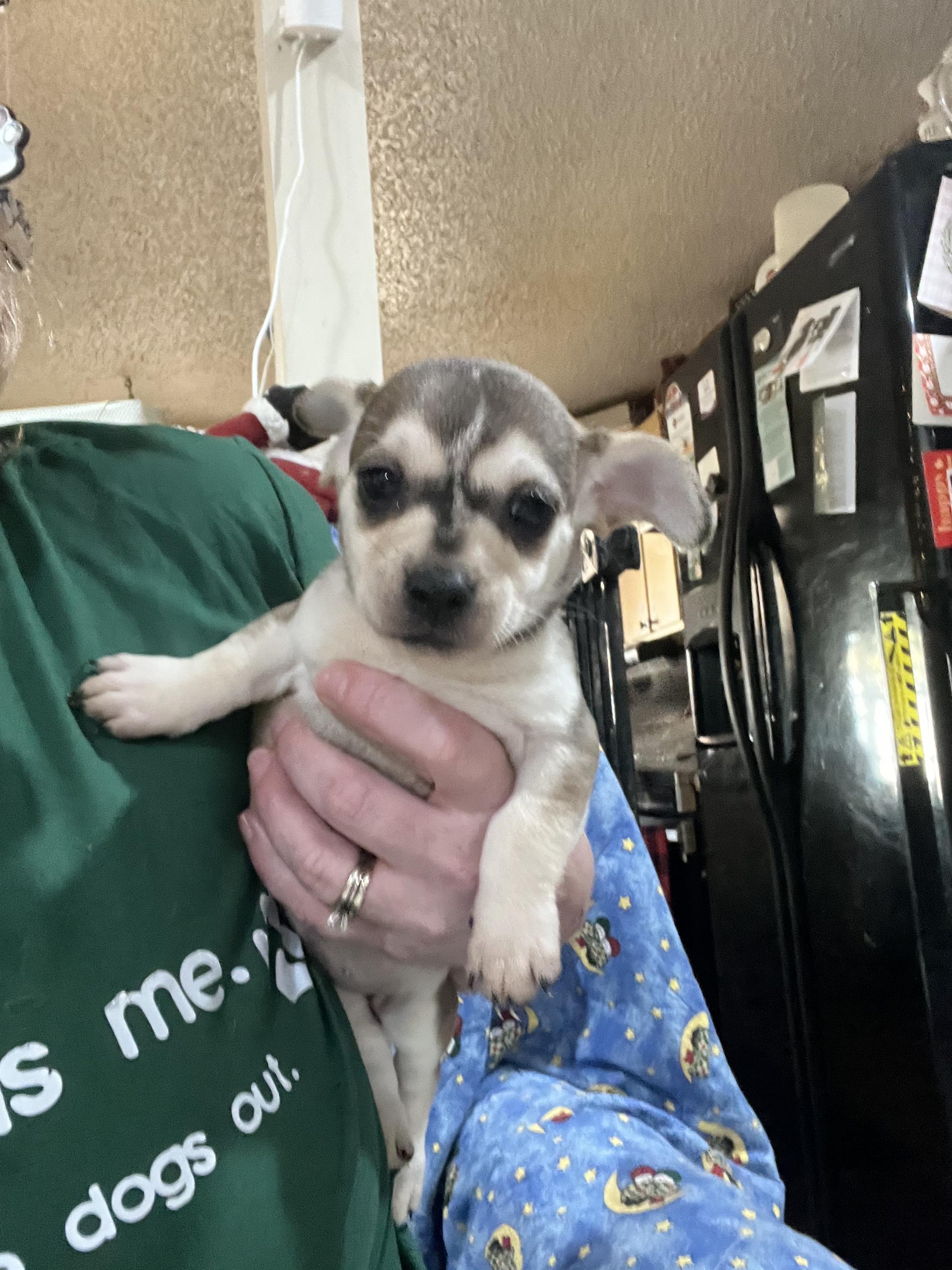 Enlarge Rainey, a ADOPTABLE mixed breed in PITTSBURGH, PA image 1/1