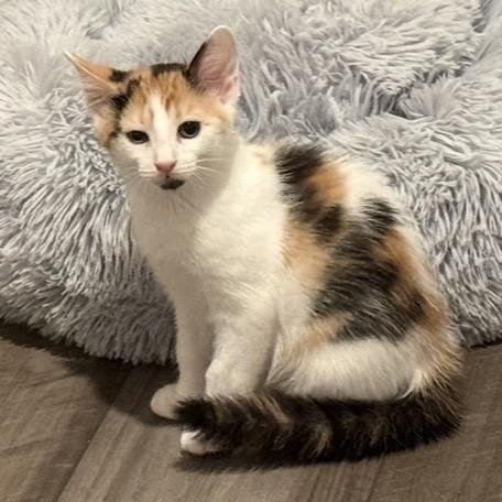 Blossom, a Adoptable Domestic Short Hair in Ponte Vedra Beach, FL image 2/2