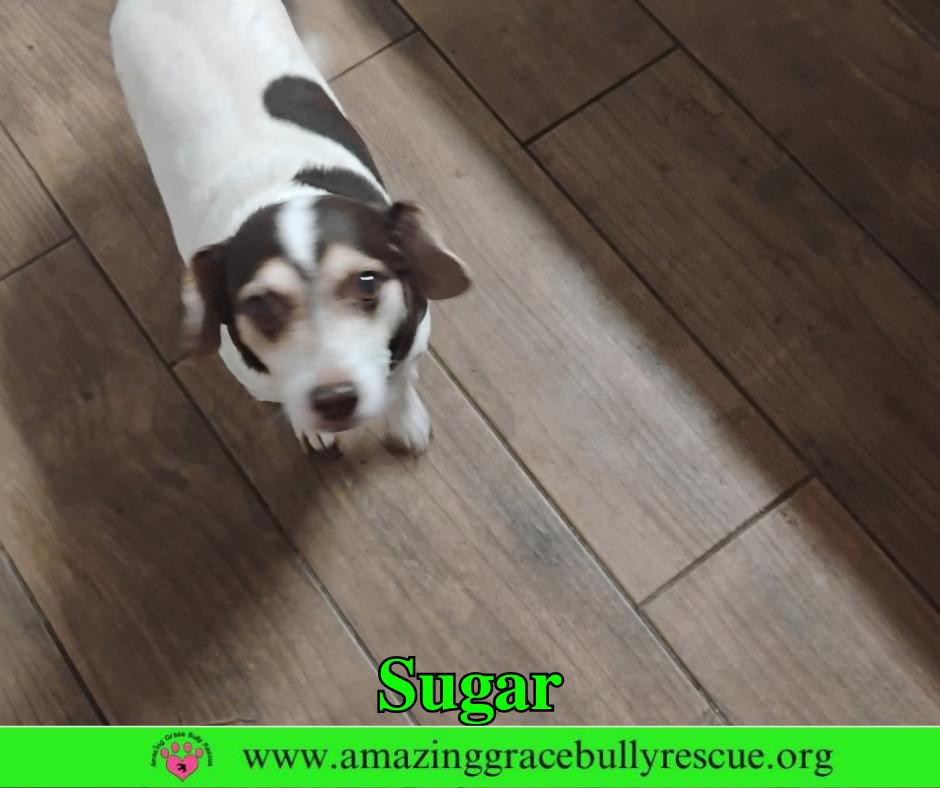 Sugar, ADOPTABLE, Senior • Female, Beagle & Dachshund.