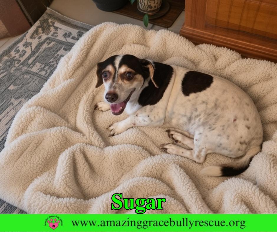 Enlarge Sugar, a Adoptable mixed breed in Pensacola, FL image 2/3