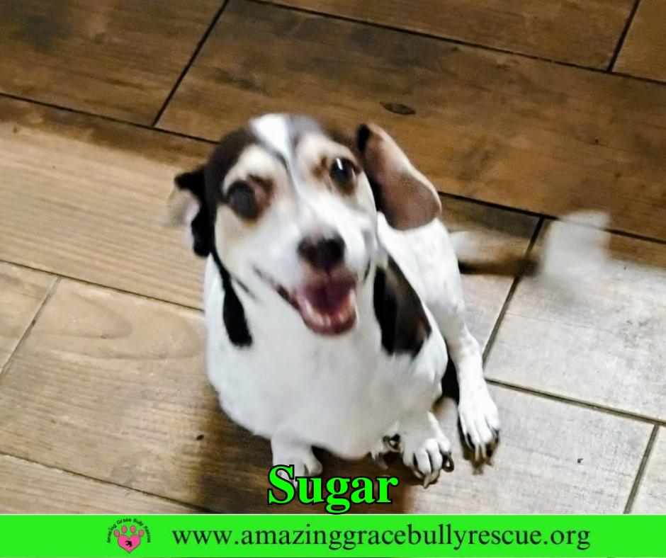 Enlarge Sugar, a Adoptable mixed breed in Pensacola, FL image 3/3