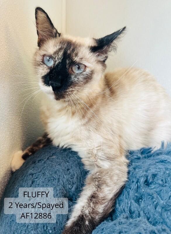 Fluffy, Adoptable, Adult Female Siamese.