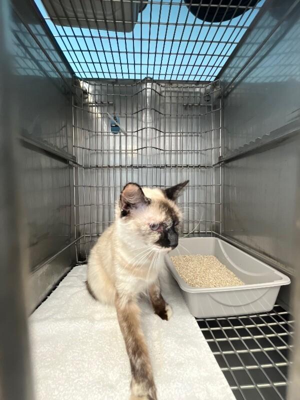 Enlarge Fluffy, a Adoptable Siamese in Supply, NC image 2/2