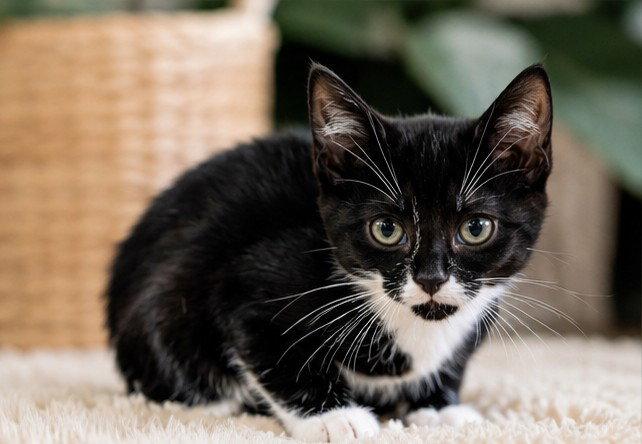 Enlarge Dean, a Adoptable Domestic Short Hair in Roxboro, NC image 2/3