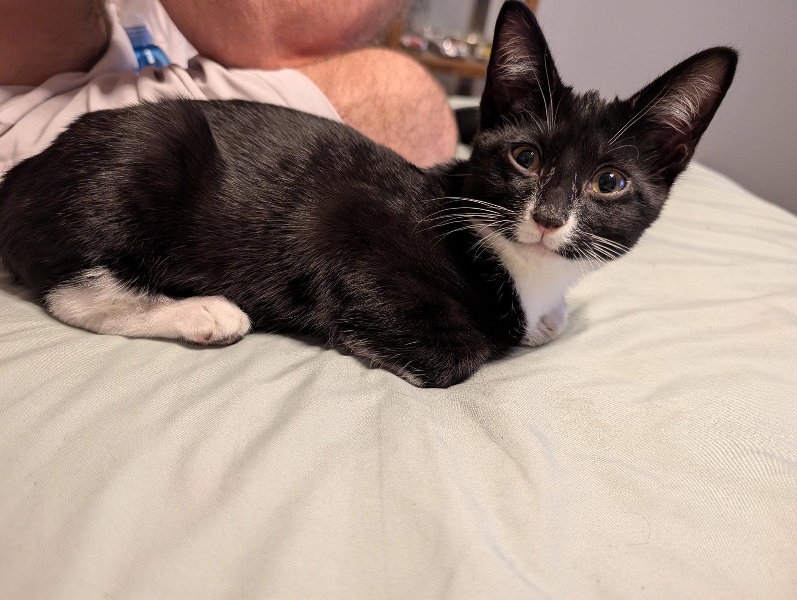 Enlarge Dean, a Adoptable Domestic Short Hair in Roxboro, NC image 3/3