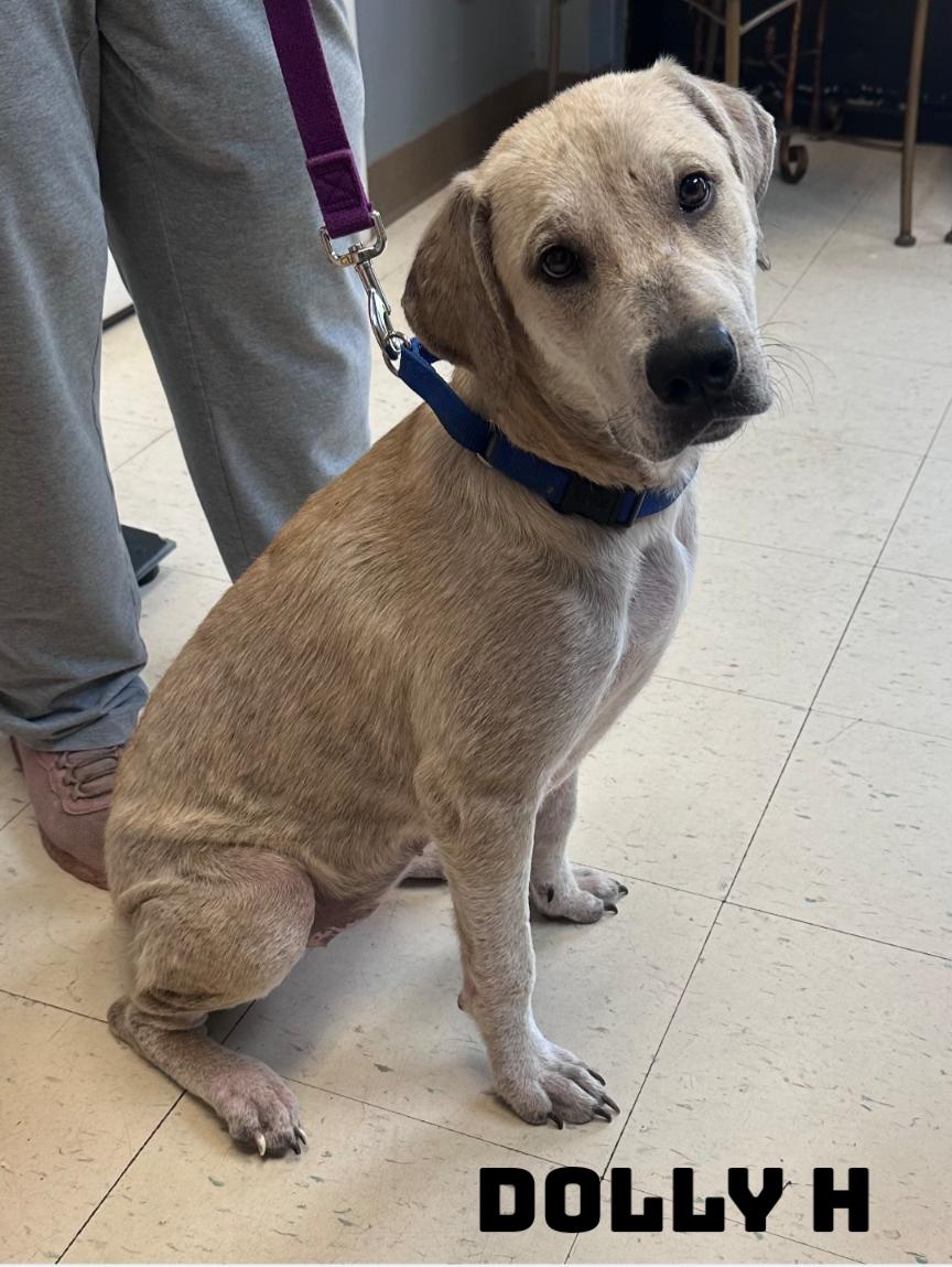 Dolly H, Adoptable, Young Female Labrador Retriever & American Bully.