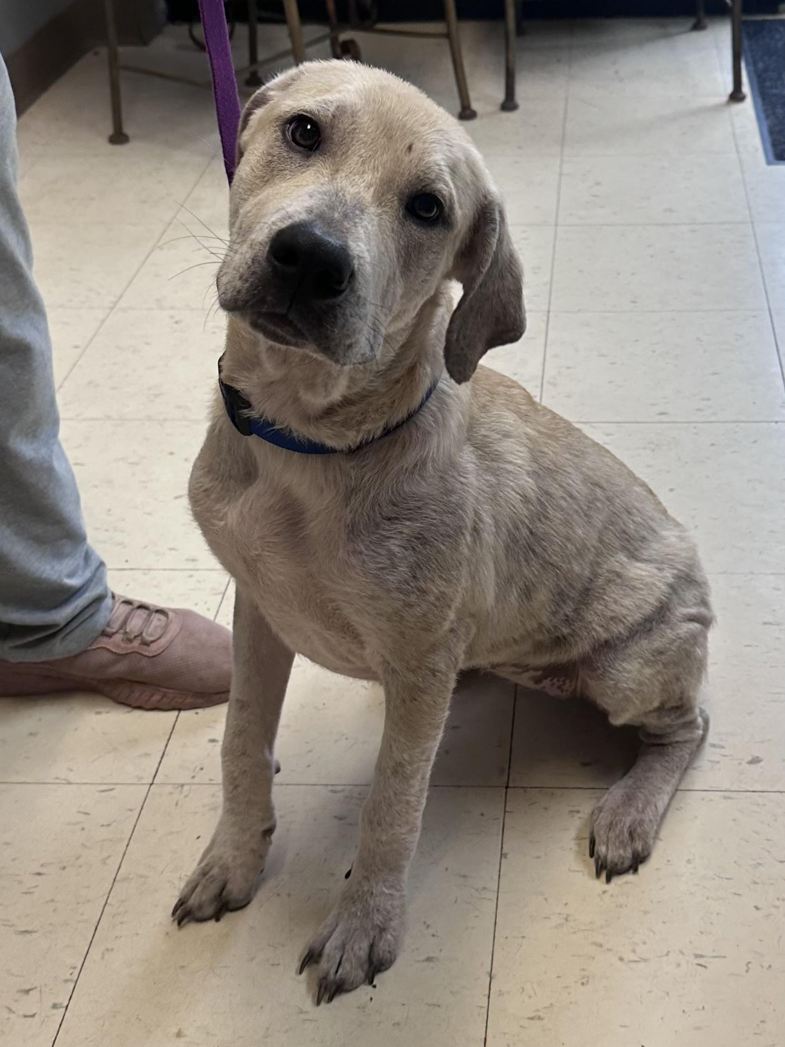 Enlarge Dolly H, a Adoptable mixed breed in Dyersburg, TN image 2/2