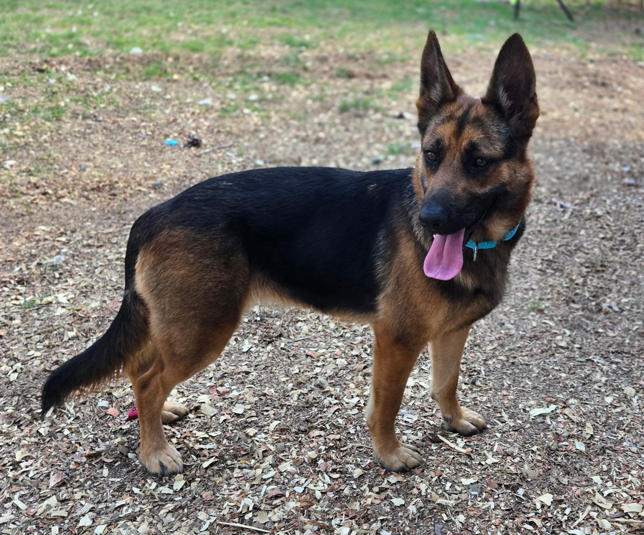 Enlarge Maggie, a ADOPTABLE German Shepherd Dog in Rome, GA image 1/1