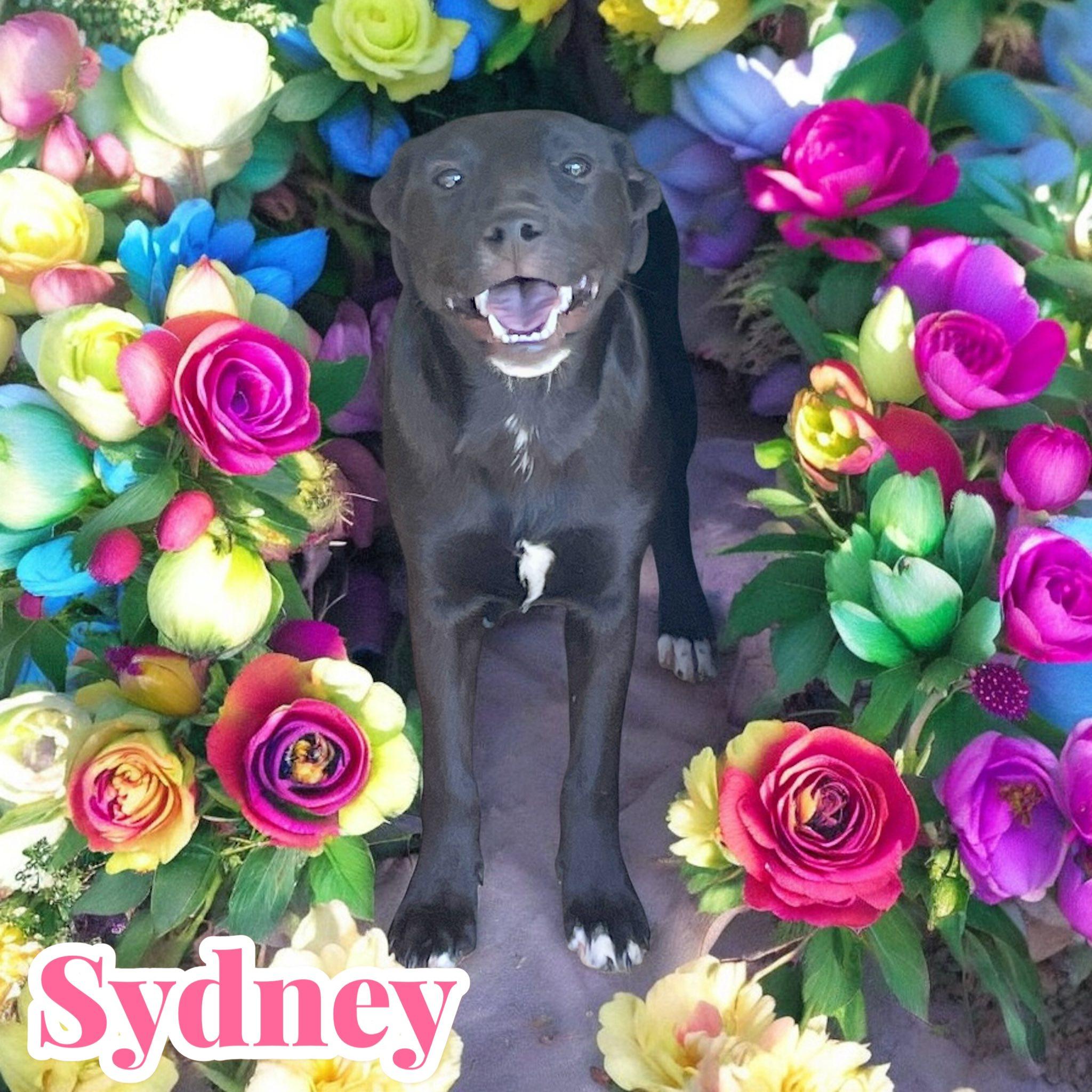 Sydney - CT, Adoptable, Puppy Female Australian Shepherd.