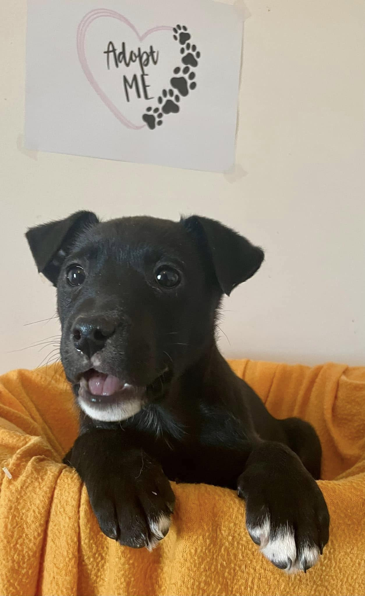 Sydney - CT, a Adoptable mixed breed in Milford, CT image 6/6