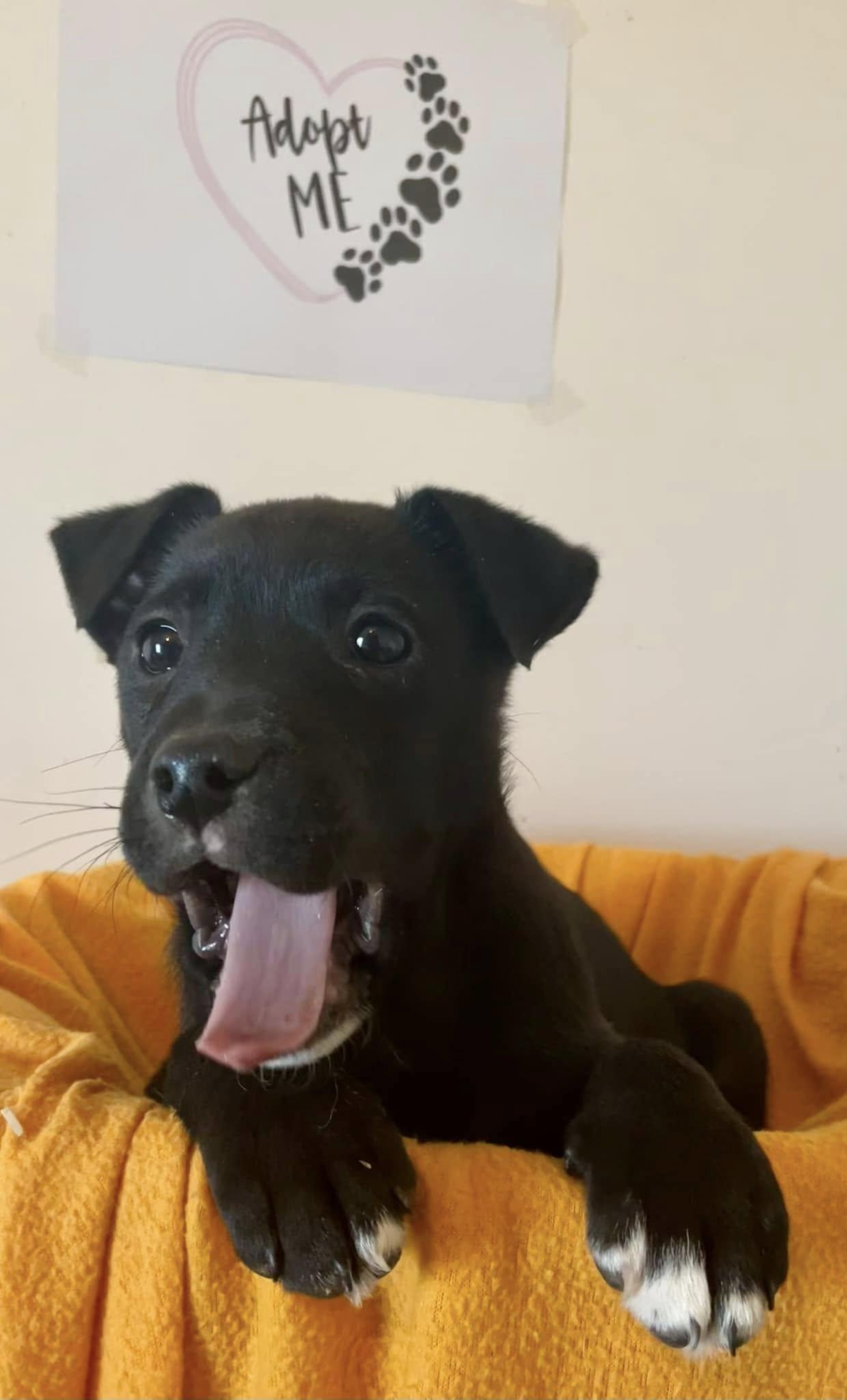 Sydney - CT, a Adoptable mixed breed in Milford, CT image 4/6