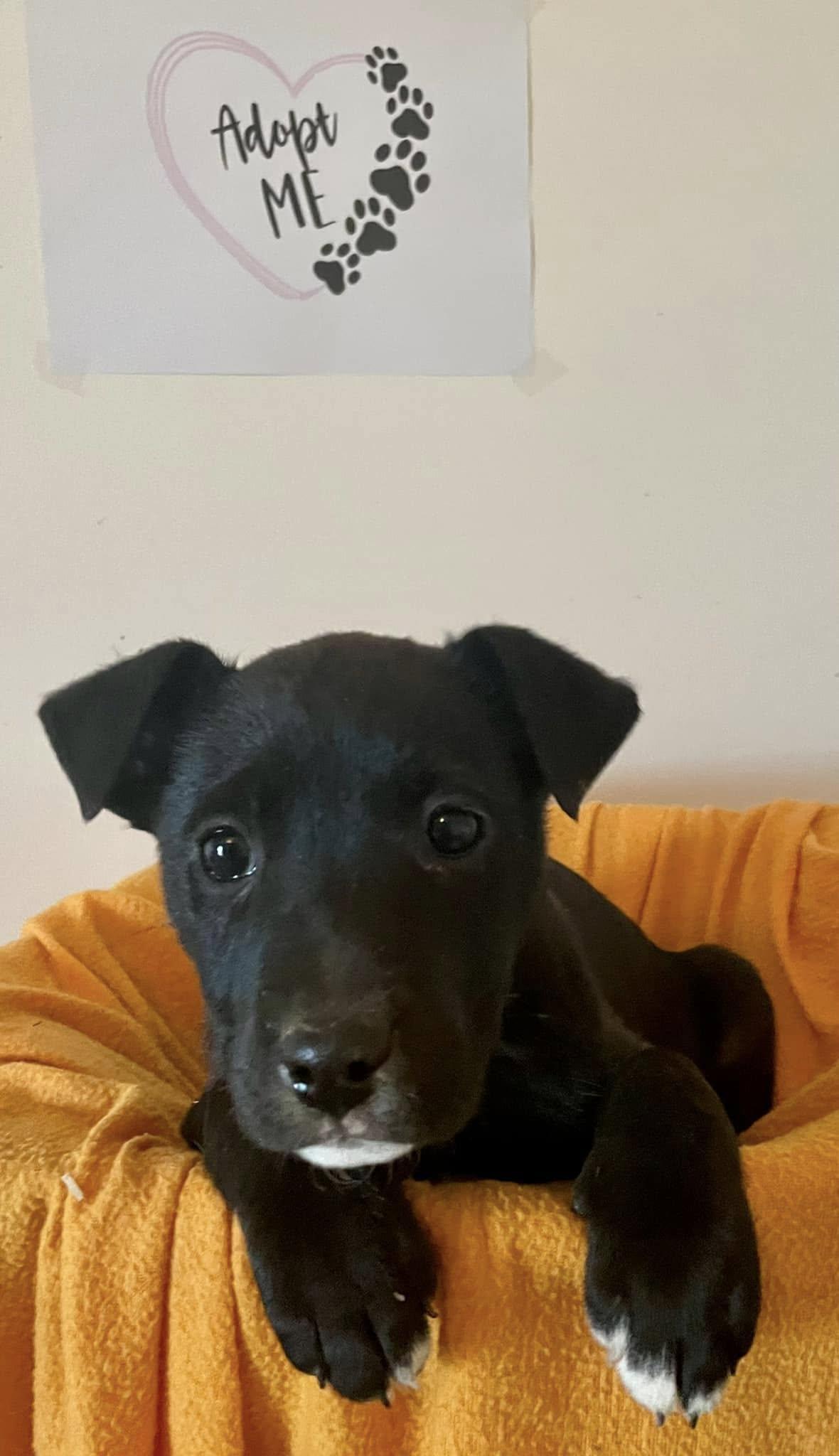 Sydney - CT, a Adoptable mixed breed in Milford, CT image 5/6