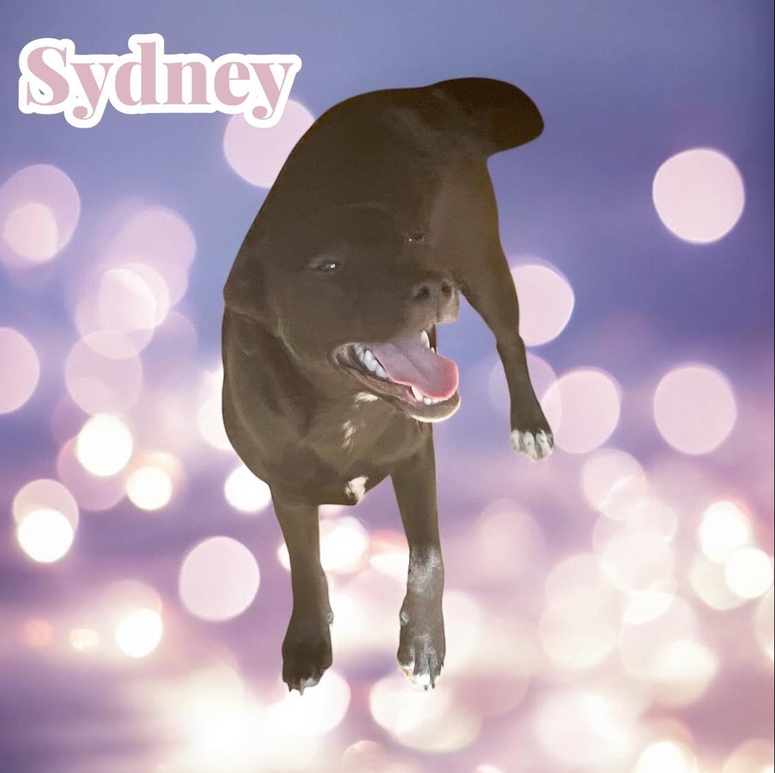 Sydney - CT, a Adoptable mixed breed in Milford, CT image 3/6