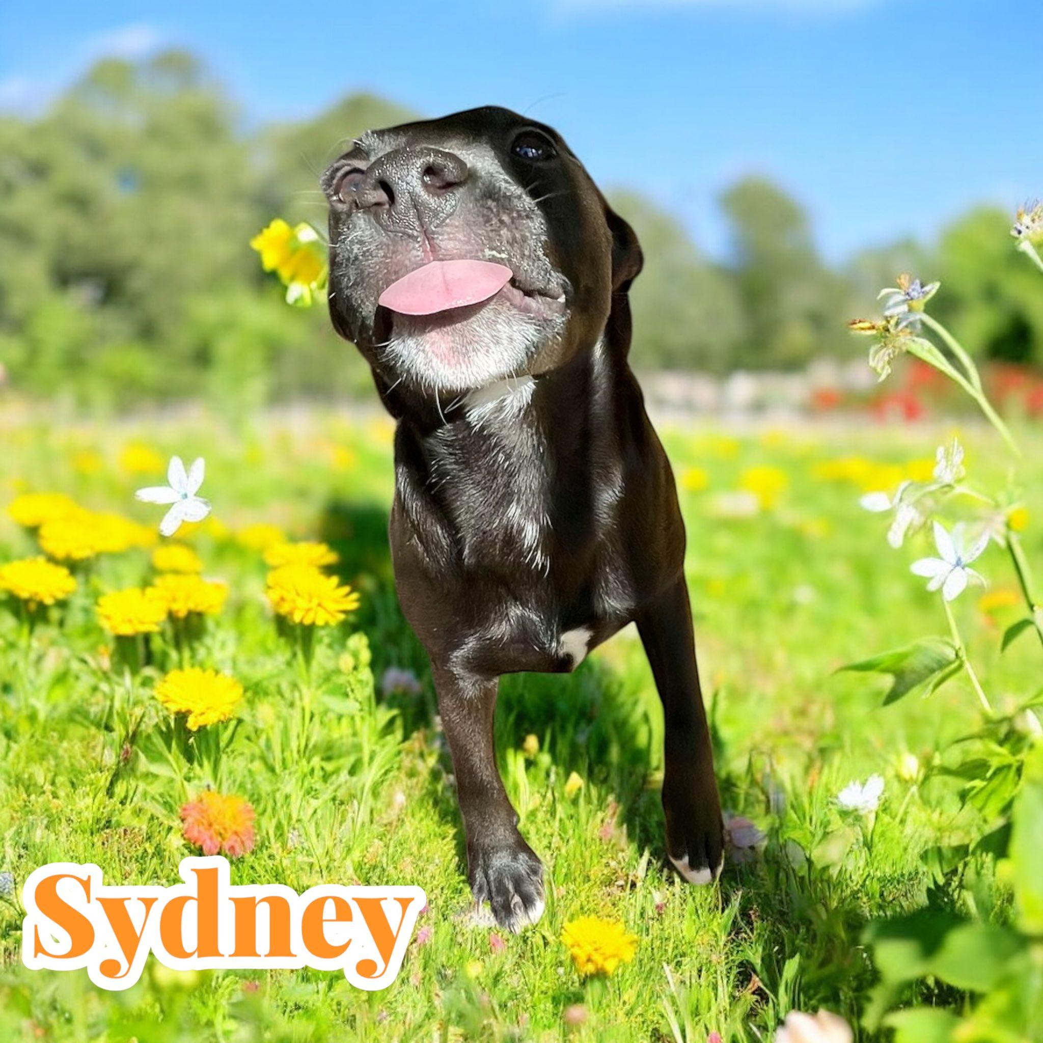 Sydney - CT, a Adoptable mixed breed in Milford, CT image 2/6