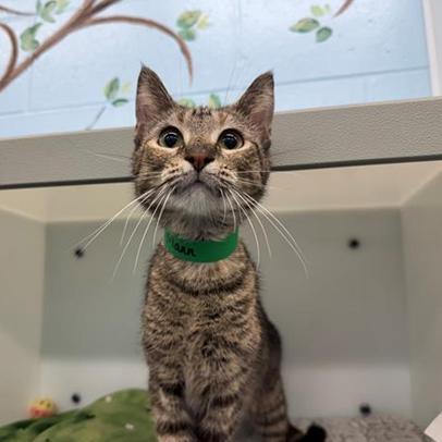 Decevia, Adoptable, Young Female Domestic Short Hair.