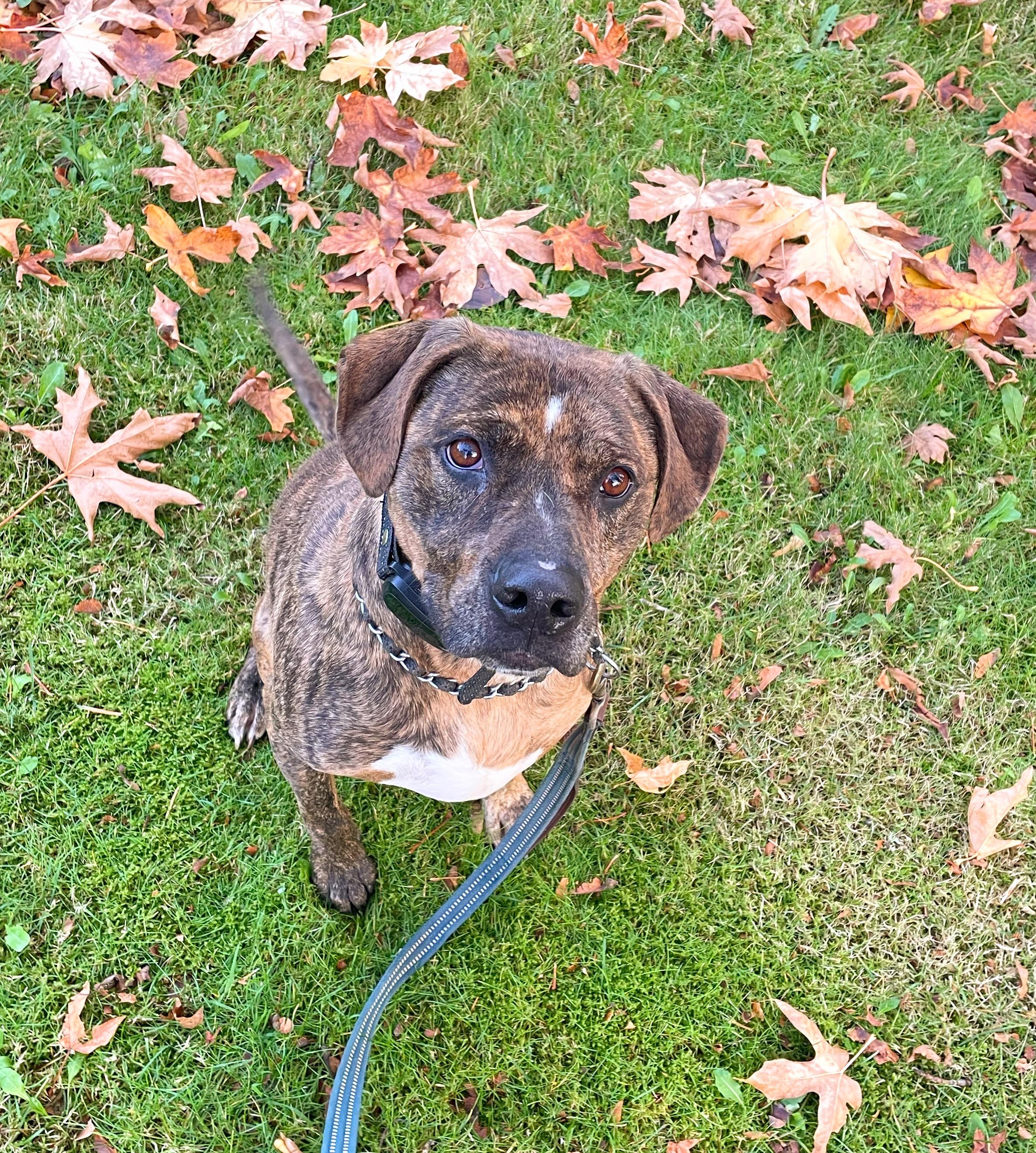 Enlarge Brisbane, a Adoptable mixed breed in Stanwood, WA image 2/5