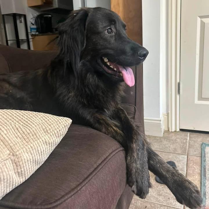 Shadow *AVAILABLE IN FOSTER*, Adoptable, Young Male Mixed Breed.