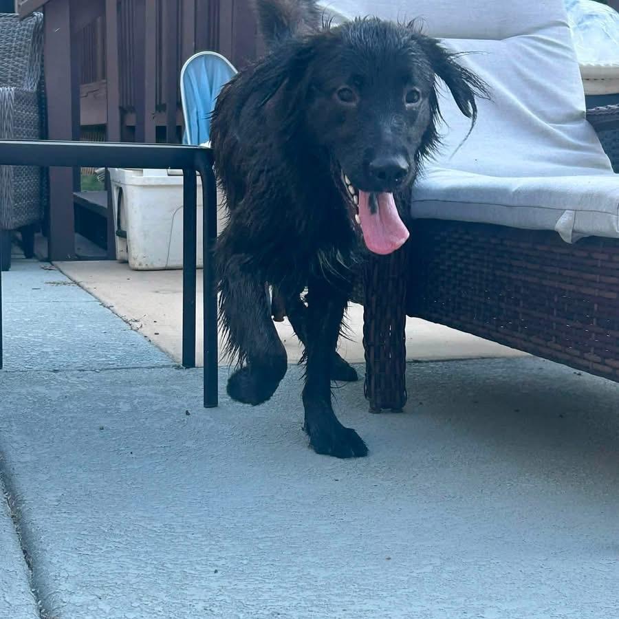 Enlarge Shadow *AVAILABLE IN FOSTER*, a Adoptable Mixed Breed in Columbiana, AL image 2/6