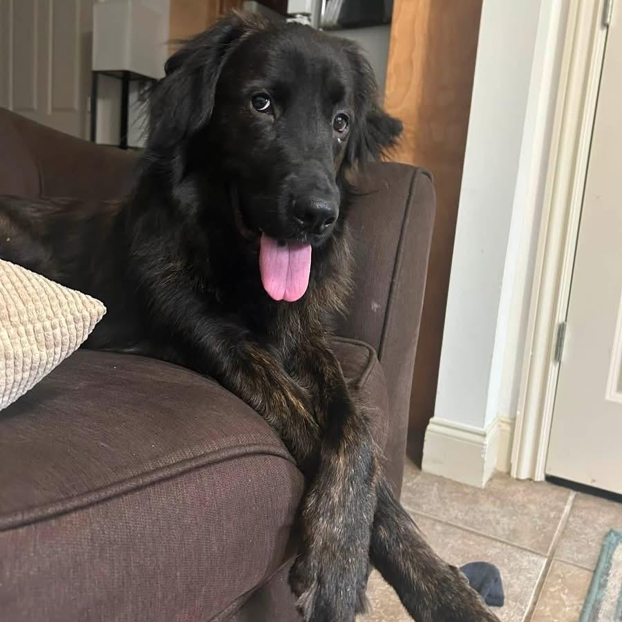Enlarge Shadow *AVAILABLE IN FOSTER*, a Adoptable Mixed Breed in Columbiana, AL image 3/6