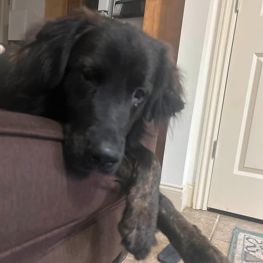 Enlarge Shadow *AVAILABLE IN FOSTER*, a Adoptable Mixed Breed in Columbiana, AL image 4/6