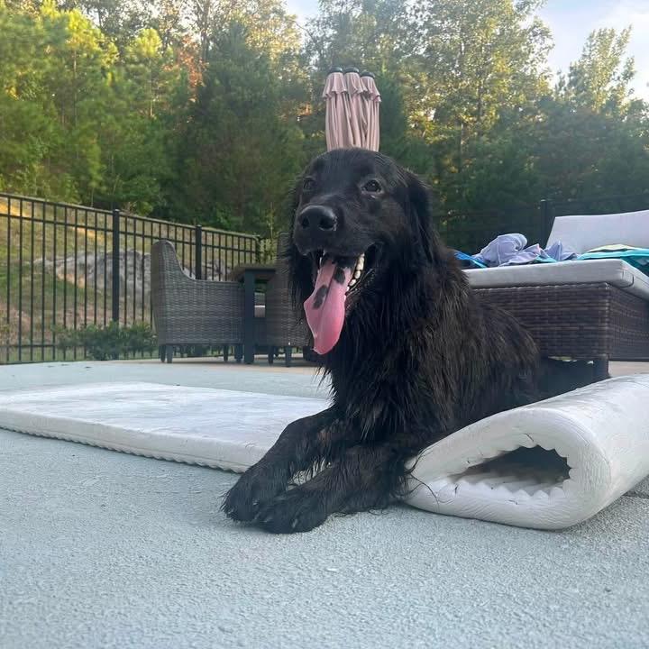 Enlarge Shadow *AVAILABLE IN FOSTER*, a Adoptable Mixed Breed in Columbiana, AL image 6/6