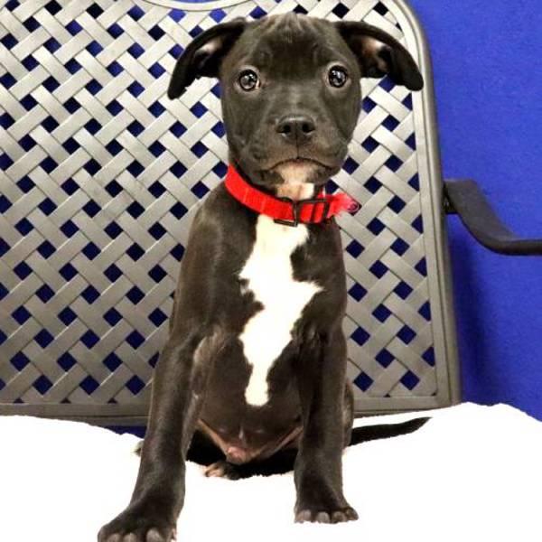Enlarge Toffy, a Adoptable mixed breed in Midland, TX image 1/1