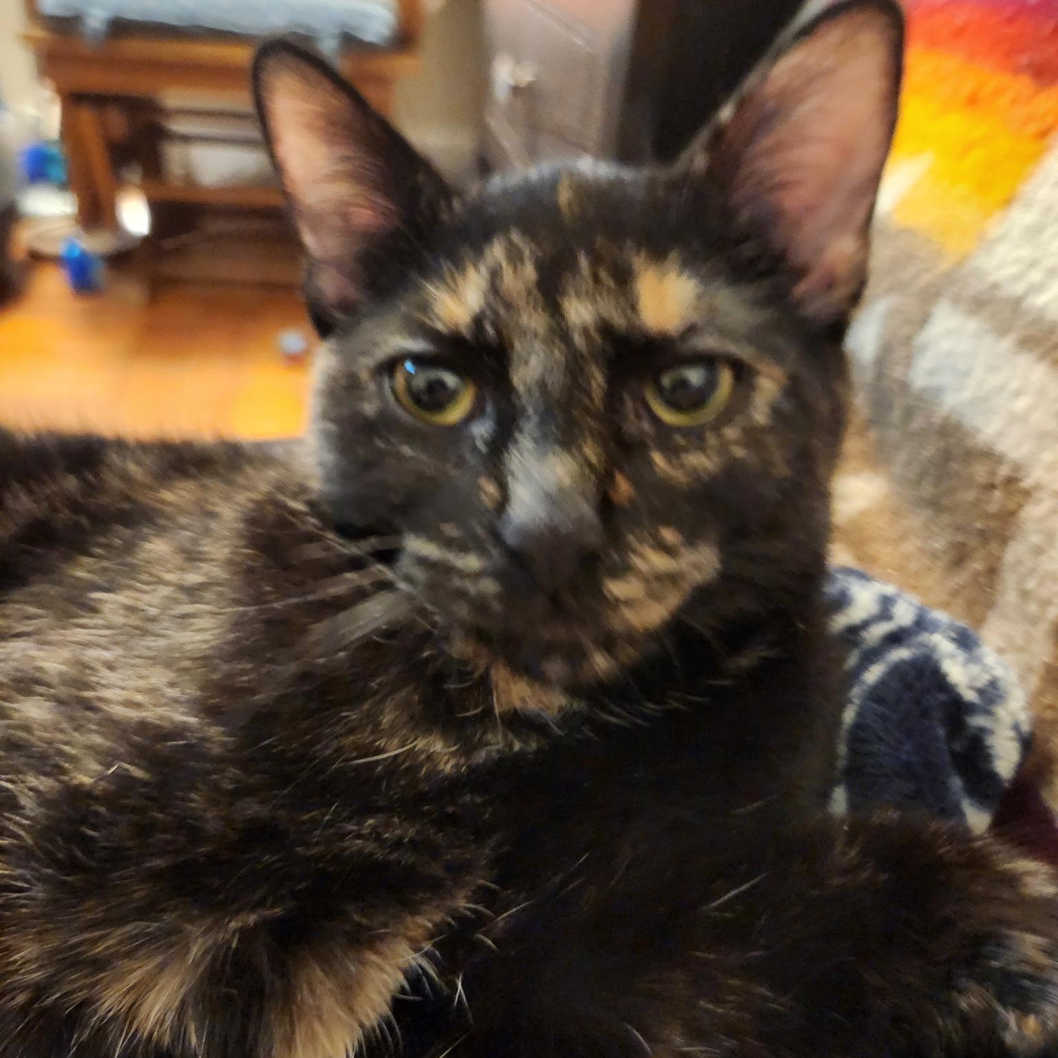 J.Blume, a Adoptable Tortoiseshell in Melrose, MA image 1/4