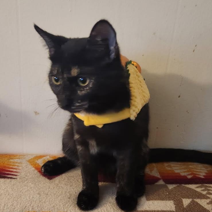 J.Blume, a Adoptable Tortoiseshell in Melrose, MA image 2/4