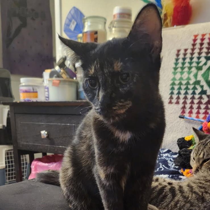 J.Blume, a Adoptable Tortoiseshell in Melrose, MA image 3/4